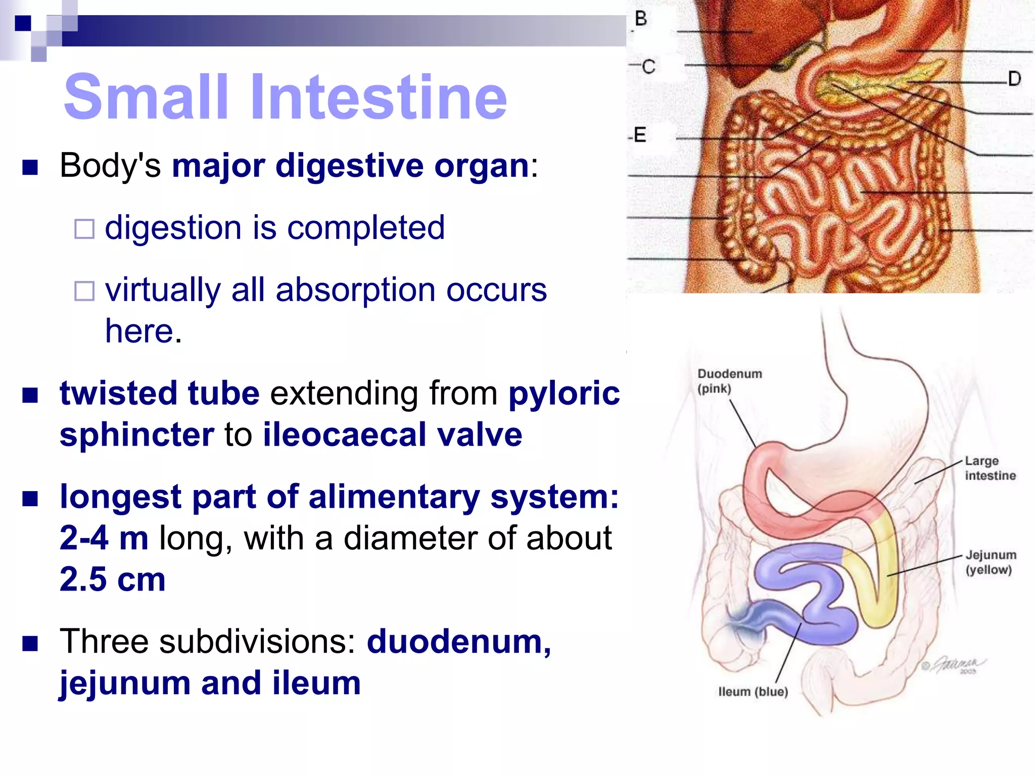 Small Intestine
 Body's major digestive organ:
 digestion is completed
 virtually all absorption occurs
here.
 twisted tube extending from pyloric
sphincter to ileocaecal valve
 longest part of alimentary system:
2-4 m long, with a diameter of about
2.5 cm
 Three subdivisions: duodenum,
jejunum and ileum
 