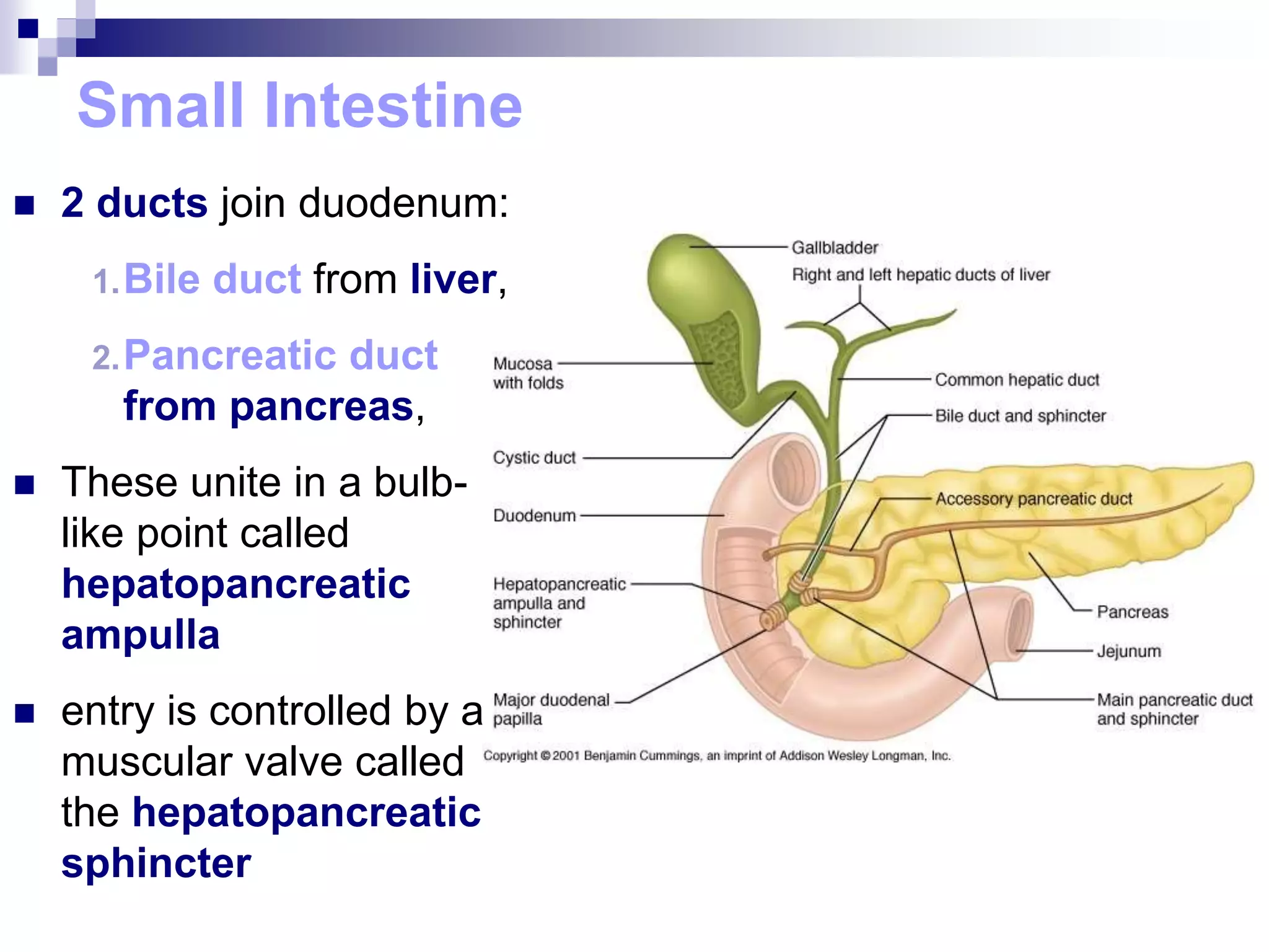  2 ducts join duodenum:
1.Bile duct from liver,
2.Pancreatic duct
from pancreas,
 These unite in a bulb-
like point called
hepatopancreatic
ampulla
 entry is controlled by a
muscular valve called
the hepatopancreatic
sphincter
Small Intestine
 