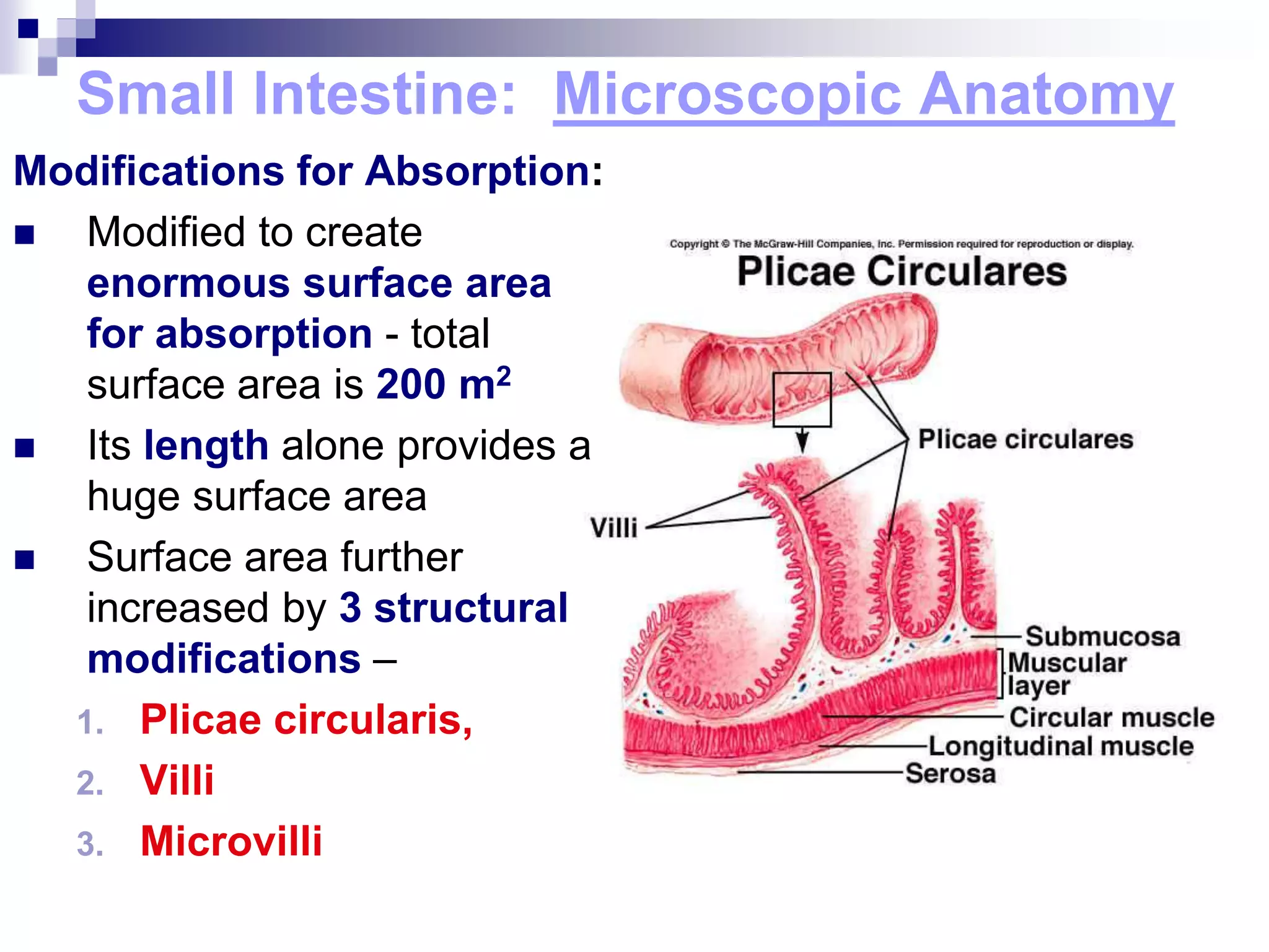 Small Intestine: Microscopic Anatomy
Modifications for Absorption:
 Modified to create
enormous surface area
for absorption - total
surface area is 200 m2
 Its length alone provides a
huge surface area
 Surface area further
increased by 3 structural
modifications –
1. Plicae circularis,
2. Villi
3. Microvilli
 