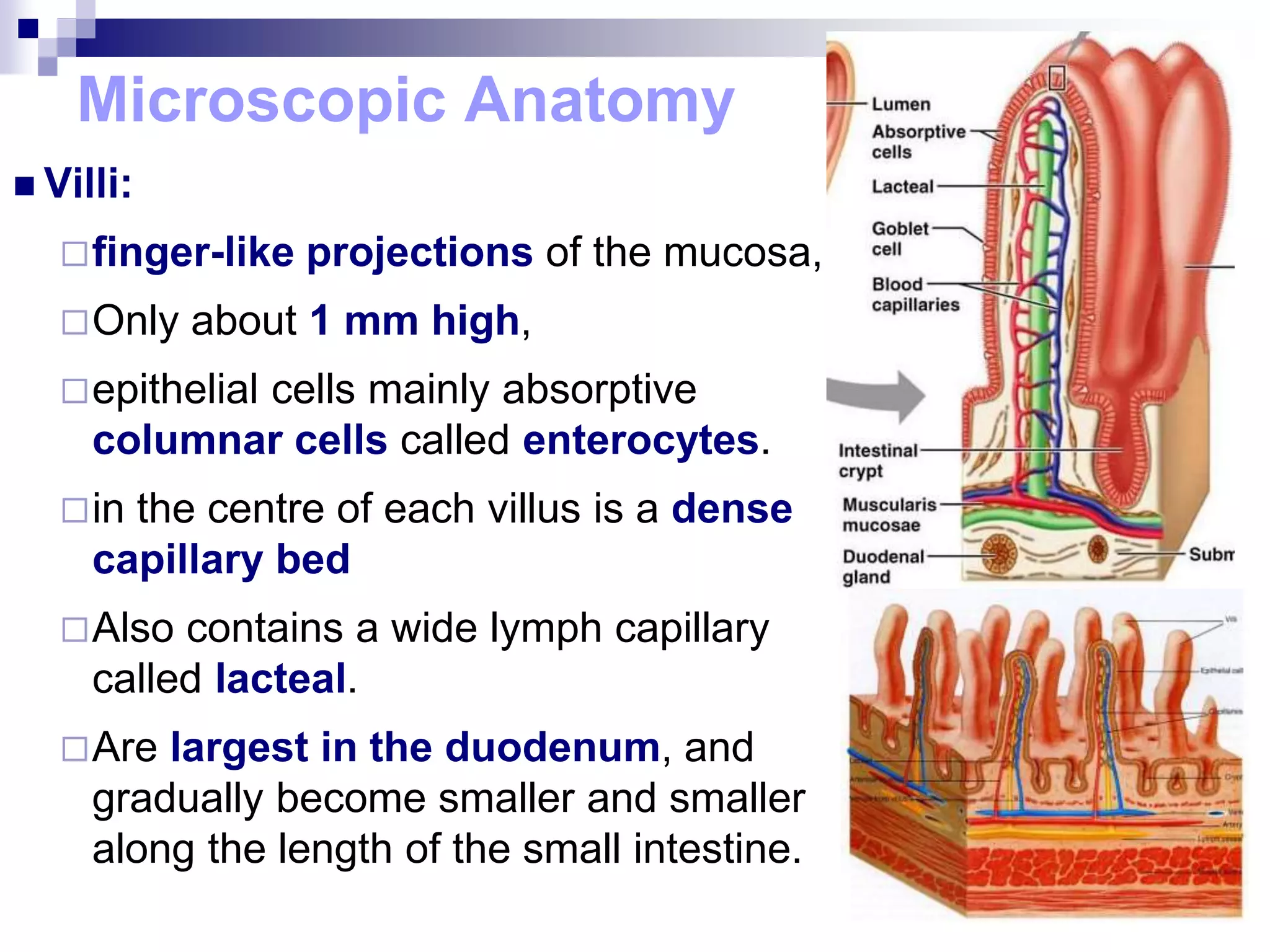 Microscopic Anatomy
 Villi:
finger-like projections of the mucosa,
Only about 1 mm high,
epithelial cells mainly absorptive
columnar cells called enterocytes.
in the centre of each villus is a dense
capillary bed
Also contains a wide lymph capillary
called lacteal.
Are largest in the duodenum, and
gradually become smaller and smaller
along the length of the small intestine.
 