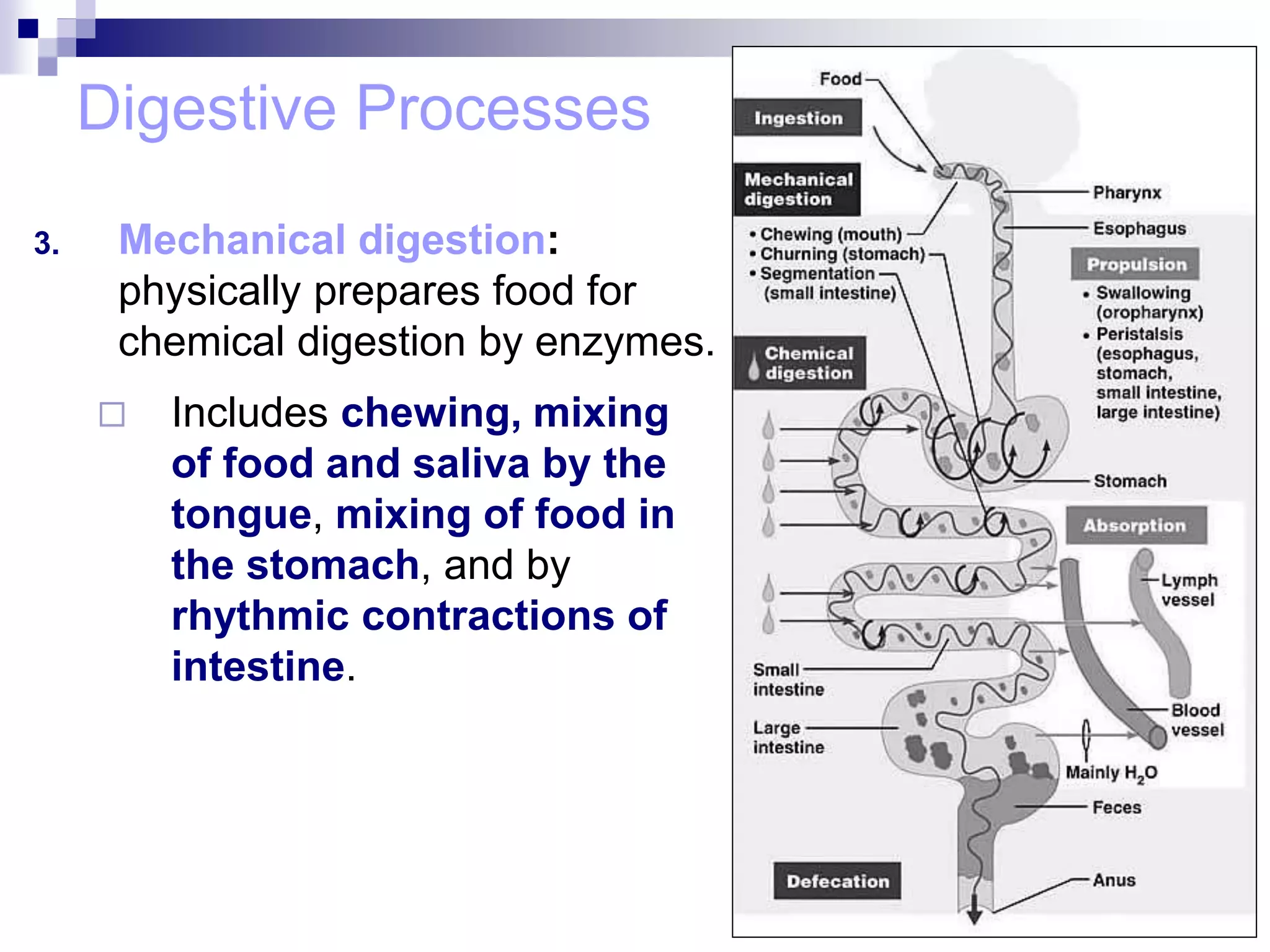 Digestive Processes
3. Mechanical digestion:
physically prepares food for
chemical digestion by enzymes.
 Includes chewing, mixing
of food and saliva by the
tongue, mixing of food in
the stomach, and by
rhythmic contractions of
intestine.
 