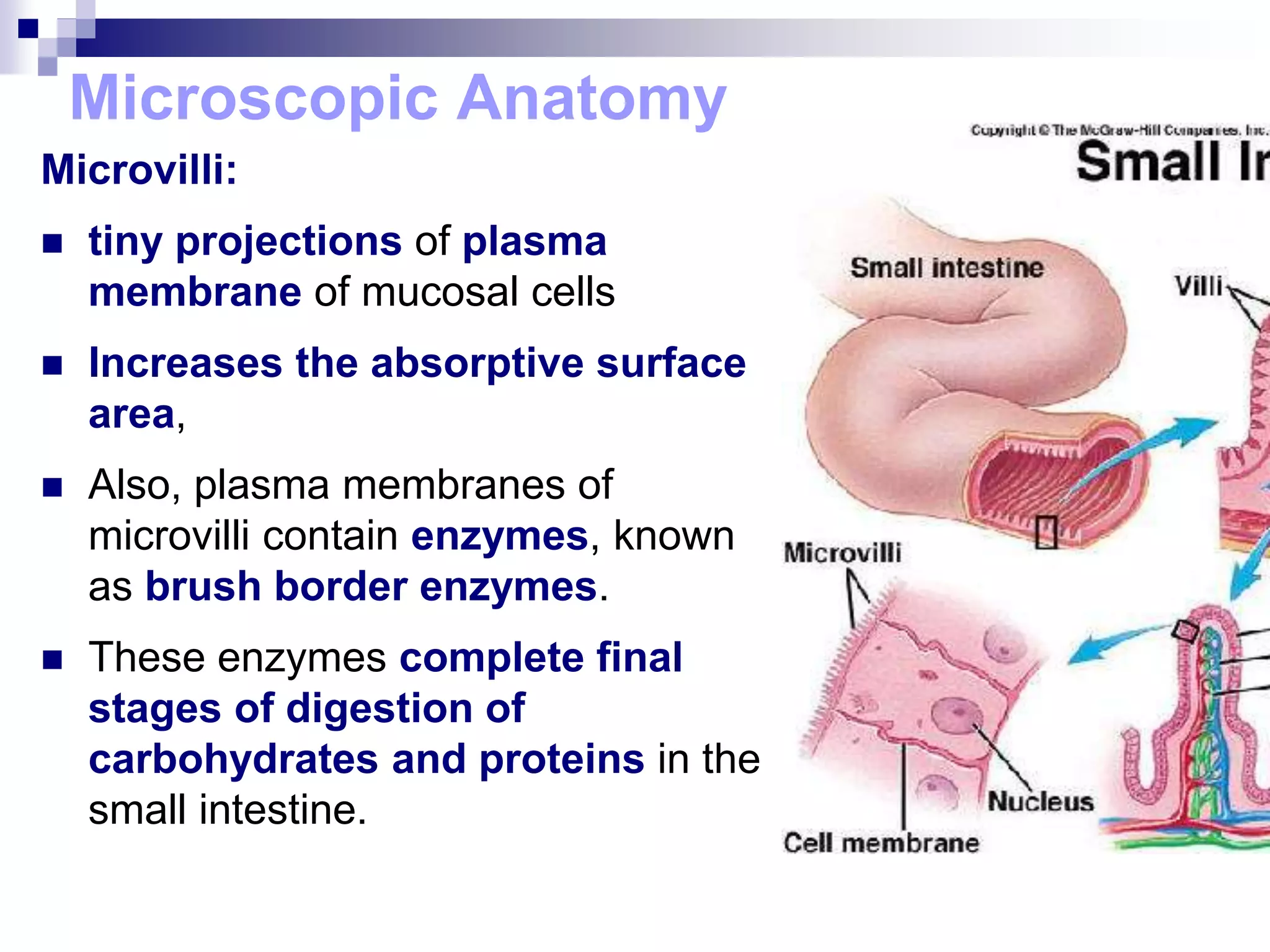 Microscopic Anatomy
Microvilli:
 tiny projections of plasma
membrane of mucosal cells
 Increases the absorptive surface
area,
 Also, plasma membranes of
microvilli contain enzymes, known
as brush border enzymes.
 These enzymes complete final
stages of digestion of
carbohydrates and proteins in the
small intestine.
 