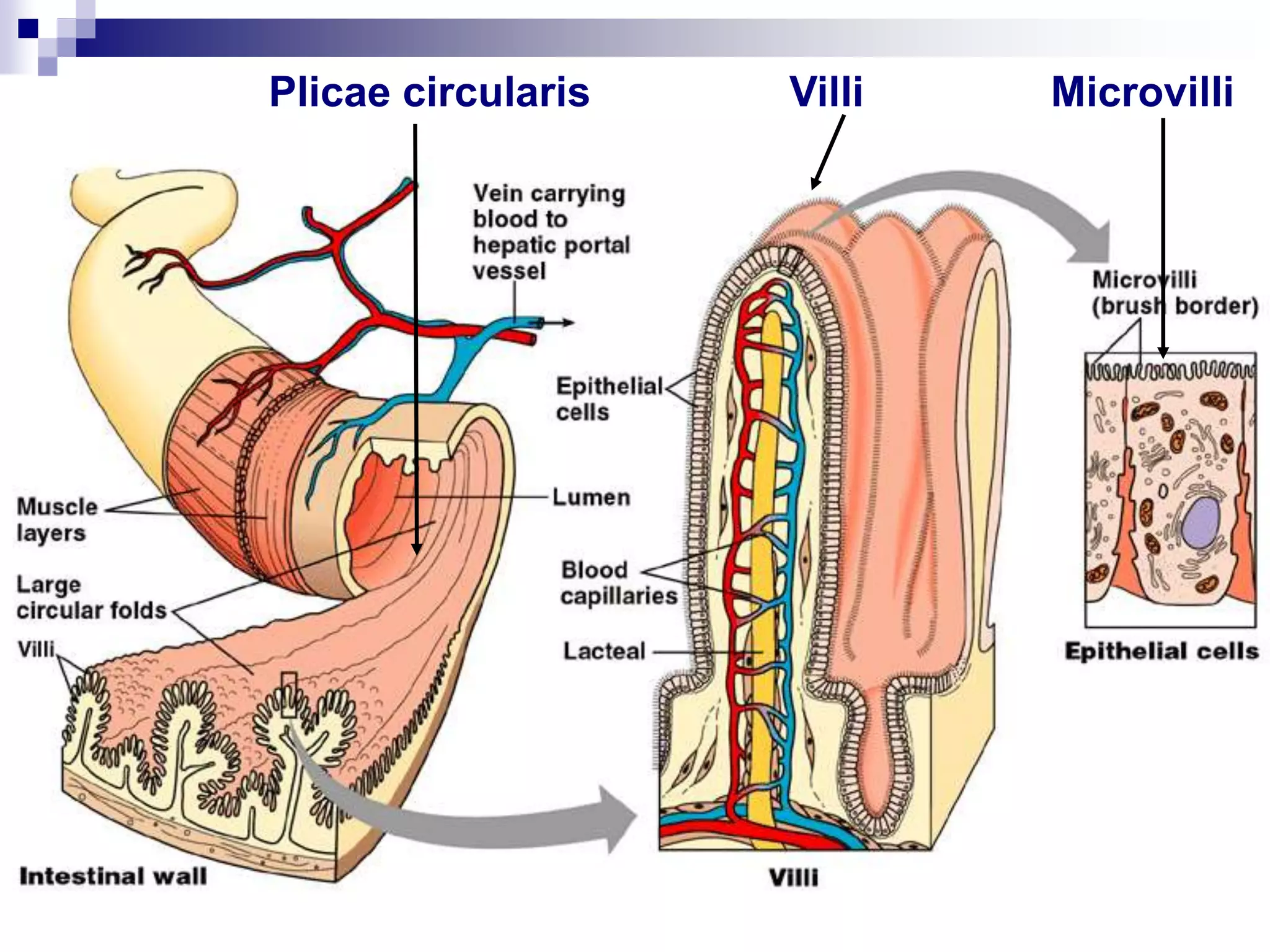 Plicae circularis Villi Microvilli
 
