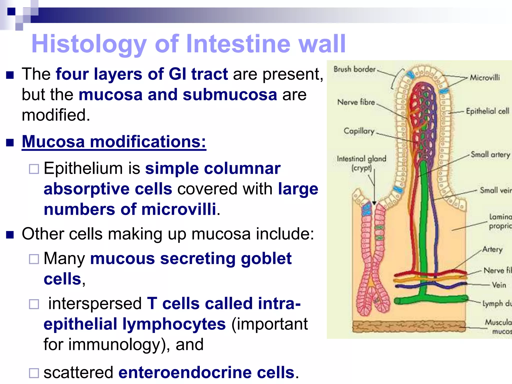 Histology of Intestine wall
 The four layers of GI tract are present,
but the mucosa and submucosa are
modified.
 Mucosa modifications:
 Epithelium is simple columnar
absorptive cells covered with large
numbers of microvilli.
 Other cells making up mucosa include:
 Many mucous secreting goblet
cells,
 interspersed T cells called intra-
epithelial lymphocytes (important
for immunology), and
 scattered enteroendocrine cells.
 