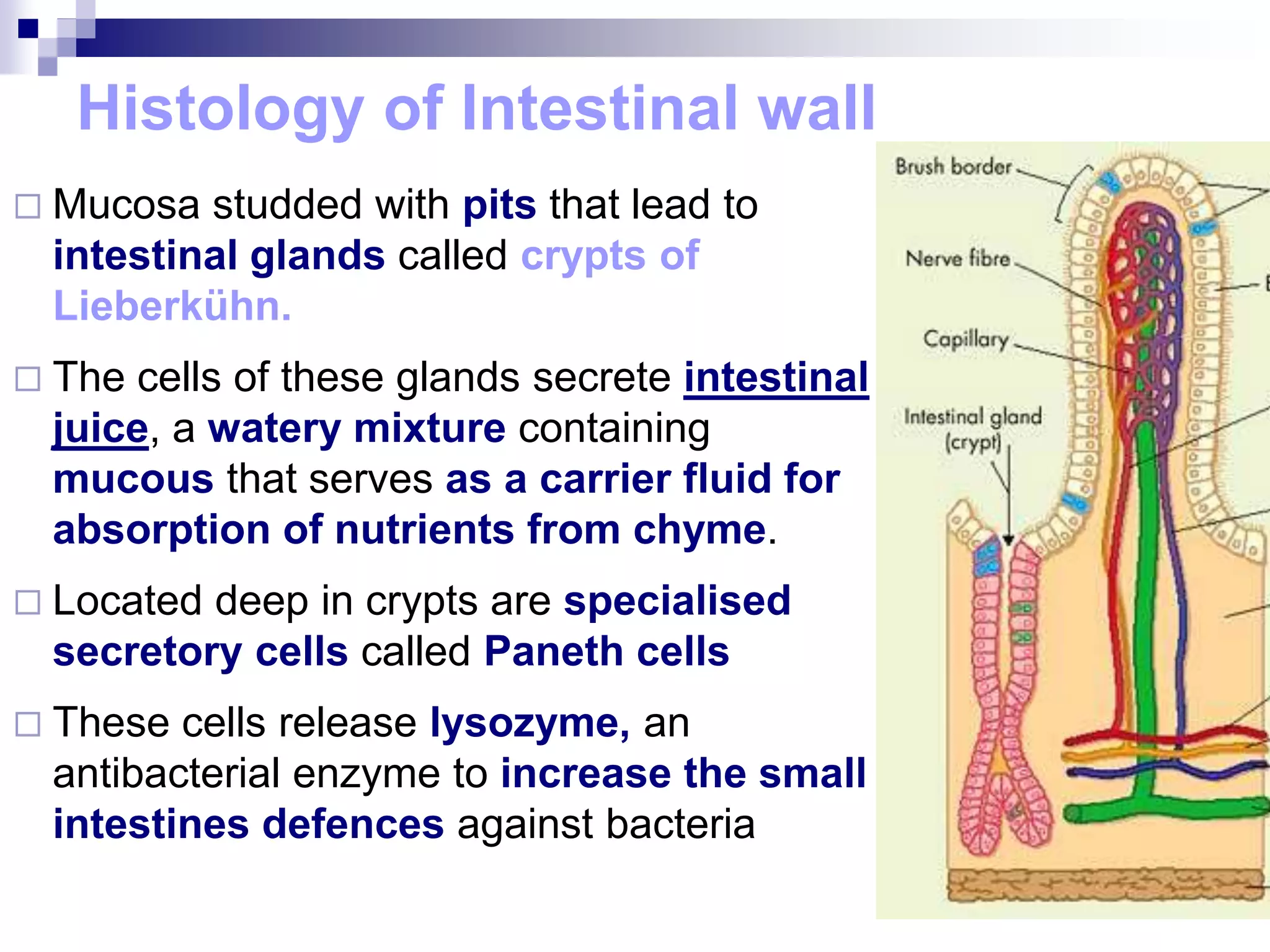 Histology of Intestinal wall
 Mucosa studded with pits that lead to
intestinal glands called crypts of
Lieberkühn.
 The cells of these glands secrete intestinal
juice, a watery mixture containing
mucous that serves as a carrier fluid for
absorption of nutrients from chyme.
 Located deep in crypts are specialised
secretory cells called Paneth cells
 These cells release lysozyme, an
antibacterial enzyme to increase the small
intestines defences against bacteria
 
