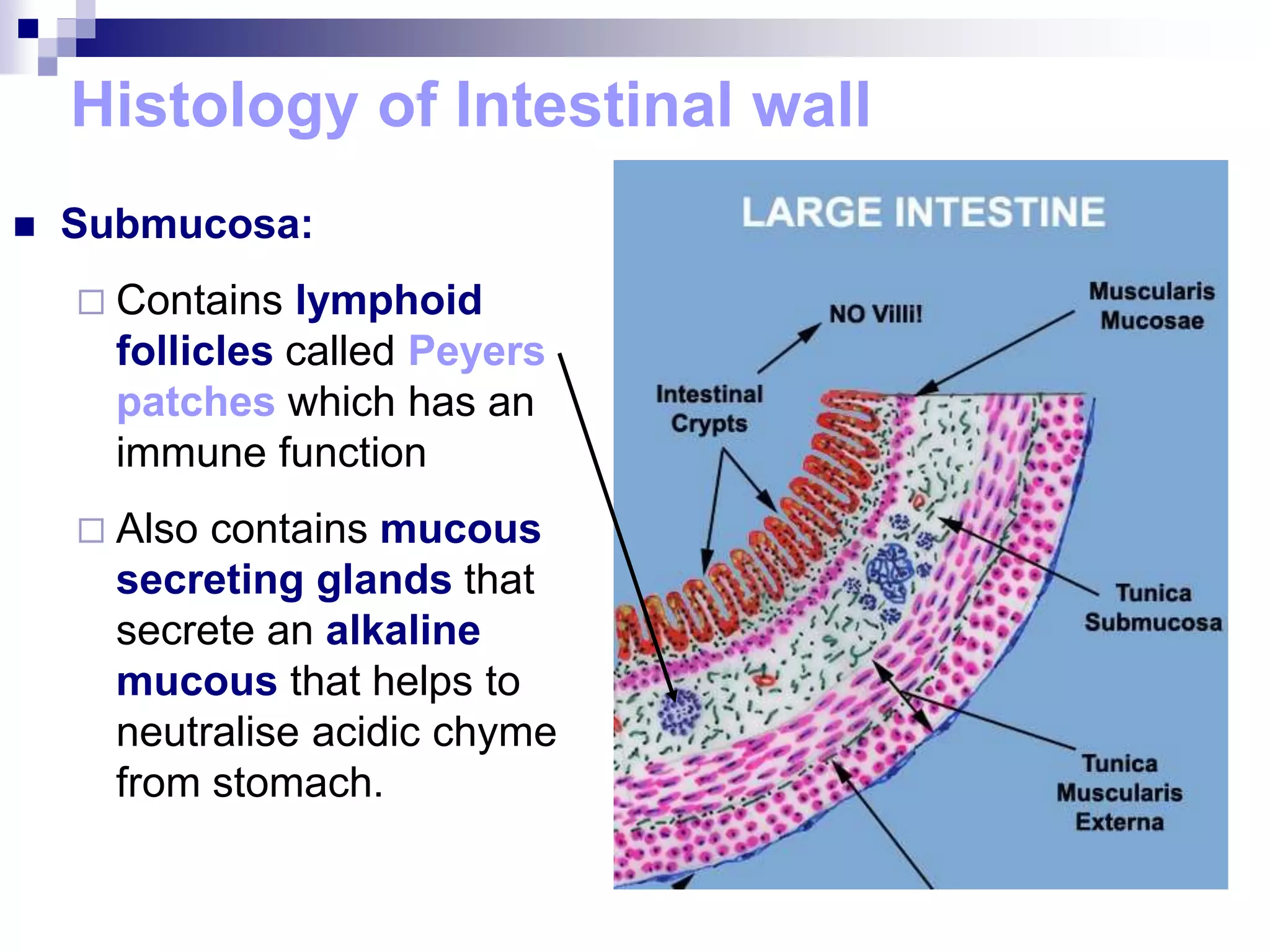 Histology of Intestinal wall
 Submucosa:
 Contains lymphoid
follicles called Peyers
patches which has an
immune function
 Also contains mucous
secreting glands that
secrete an alkaline
mucous that helps to
neutralise acidic chyme
from stomach.
 