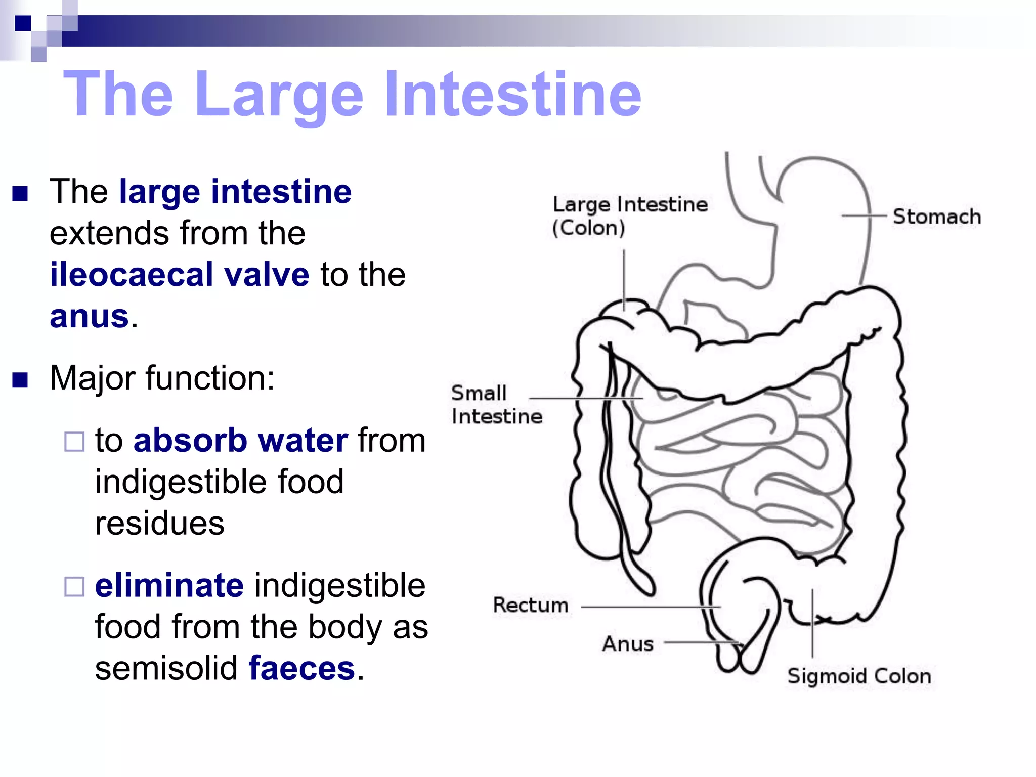 The Large Intestine
 The large intestine
extends from the
ileocaecal valve to the
anus.
 Major function:
 to absorb water from
indigestible food
residues
 eliminate indigestible
food from the body as
semisolid faeces.
 