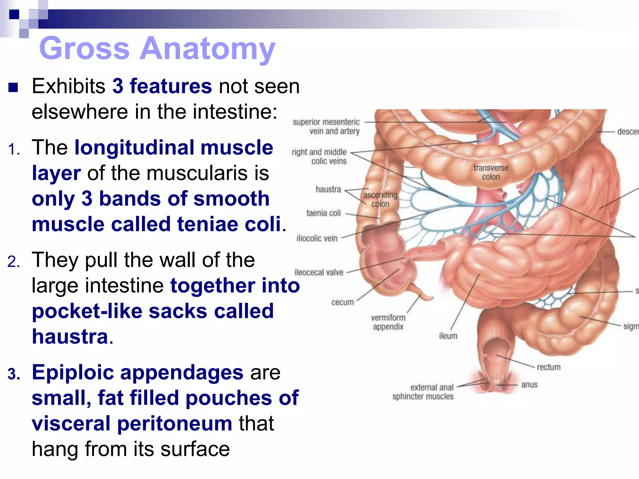 Gross Anatomy
 Exhibits 3 features not seen
elsewhere in the intestine:
1. The longitudinal muscle
layer of the muscularis is
only 3 bands of smooth
muscle called teniae coli.
2. They pull the wall of the
large intestine together into
pocket-like sacks called
haustra.
3. Epiploic appendages are
small, fat filled pouches of
visceral peritoneum that
hang from its surface
 