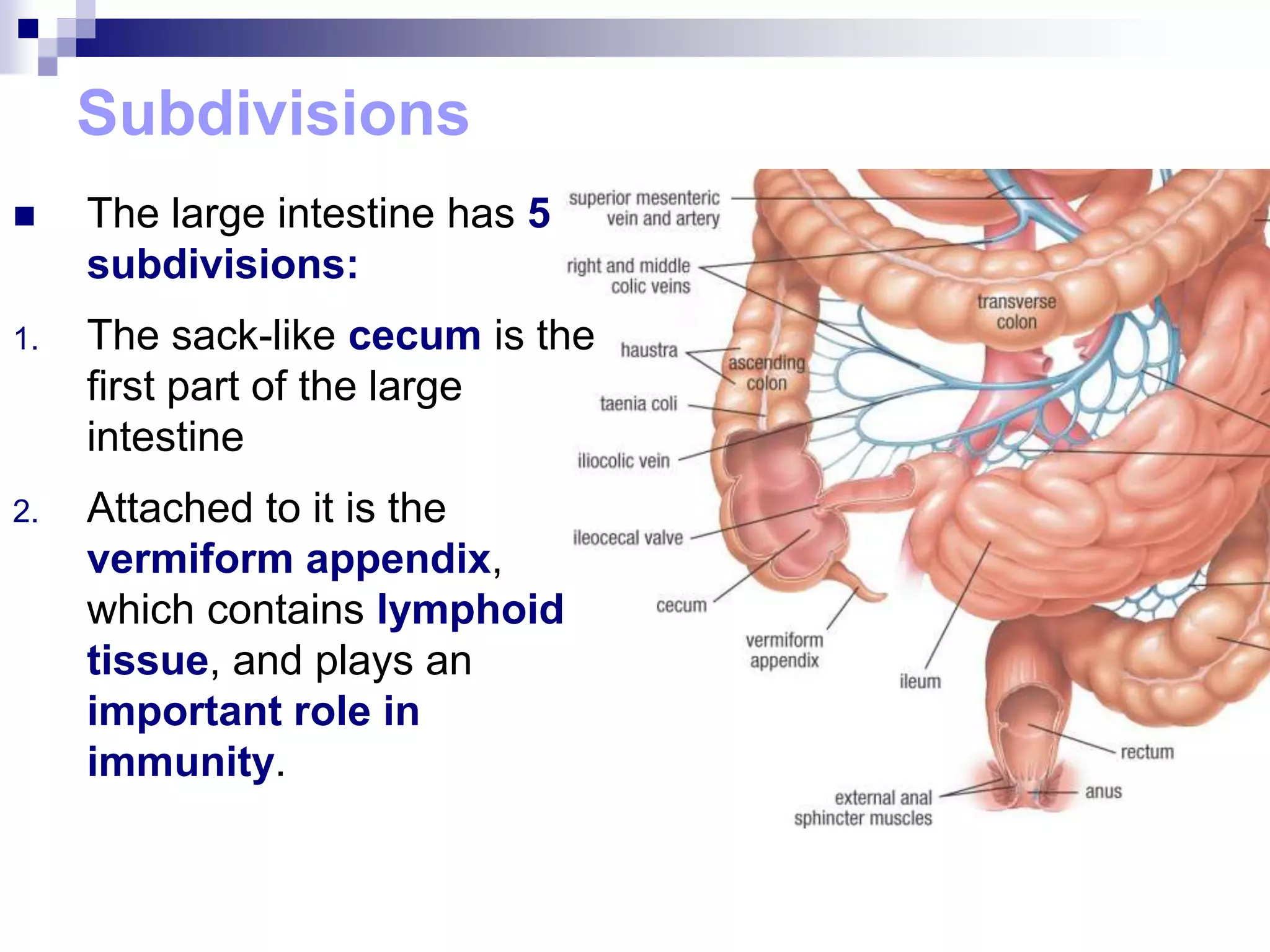 Subdivisions
 The large intestine has 5
subdivisions:
1. The sack-like cecum is the
first part of the large
intestine
2. Attached to it is the
vermiform appendix,
which contains lymphoid
tissue, and plays an
important role in
immunity.
 