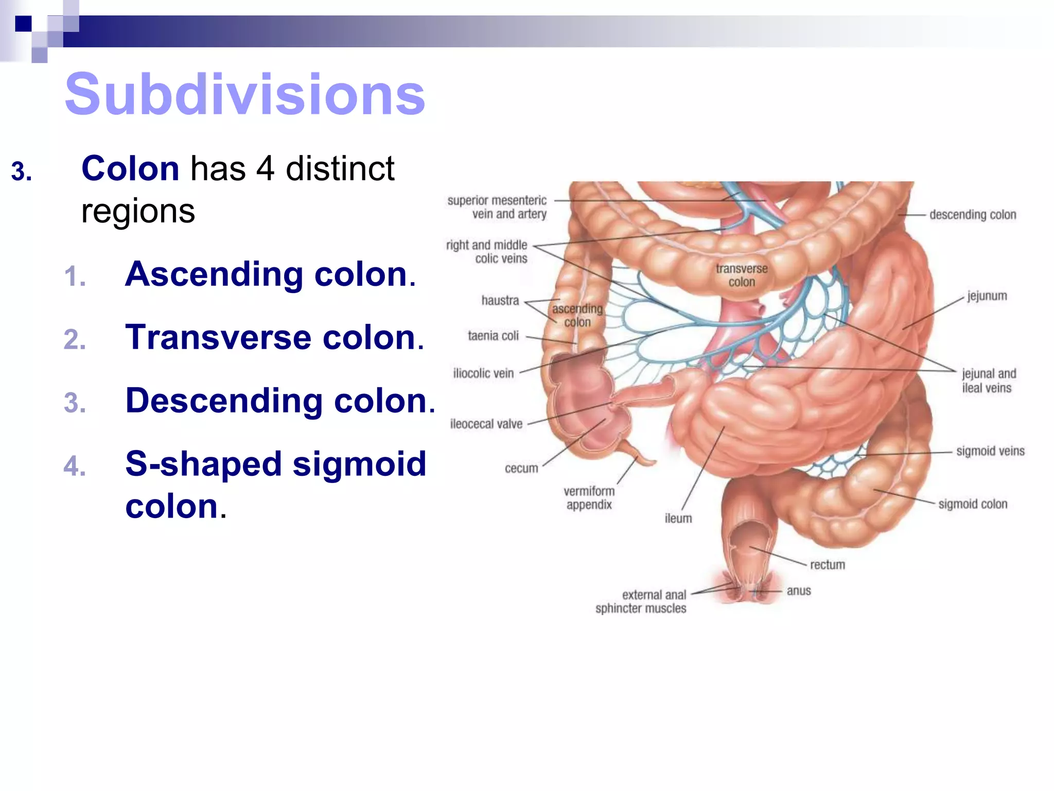 Subdivisions
3. Colon has 4 distinct
regions
1. Ascending colon.
2. Transverse colon.
3. Descending colon.
4. S-shaped sigmoid
colon.
 