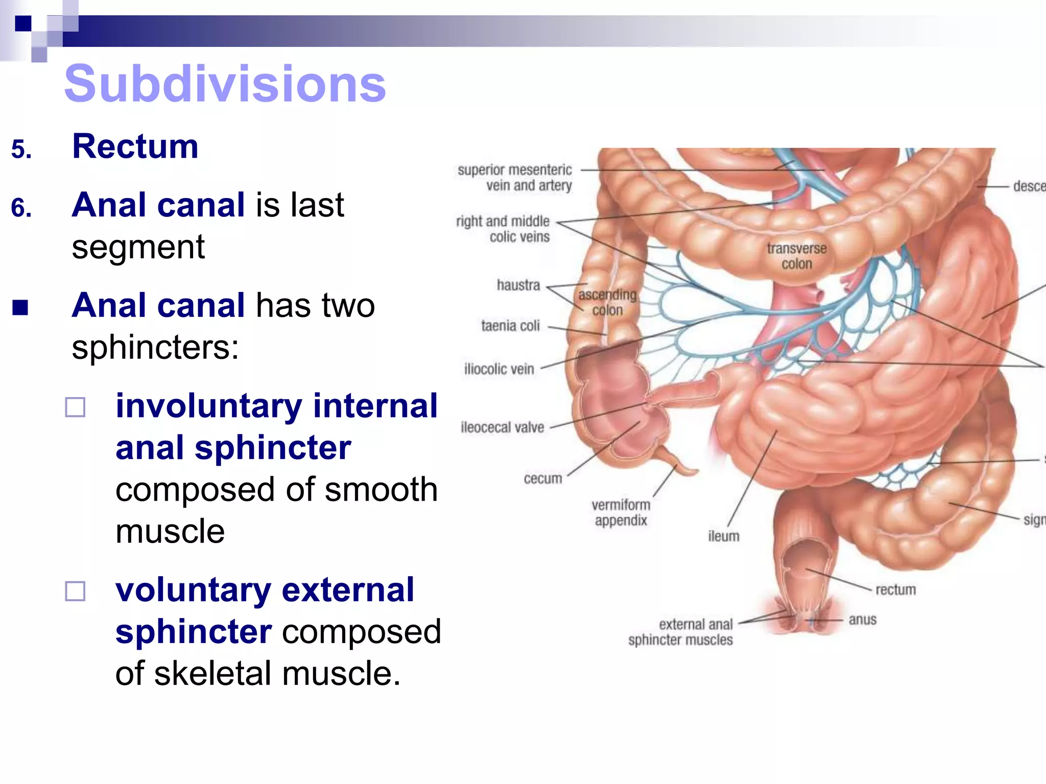Subdivisions
5. Rectum
6. Anal canal is last
segment
 Anal canal has two
sphincters:
 involuntary internal
anal sphincter
composed of smooth
muscle
 voluntary external
sphincter composed
of skeletal muscle.
 