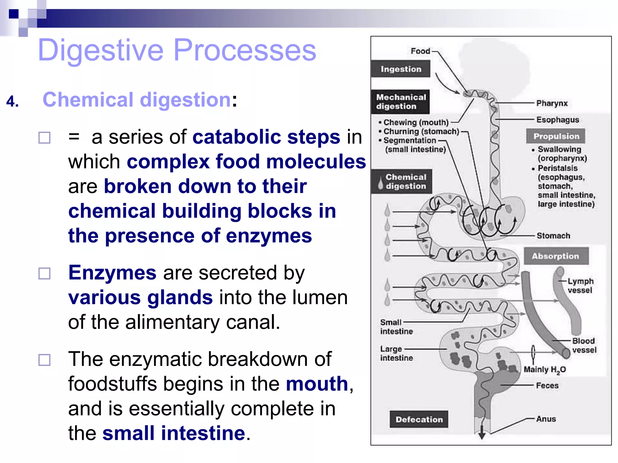 Digestive Processes
4. Chemical digestion:
 = a series of catabolic steps in
which complex food molecules
are broken down to their
chemical building blocks in
the presence of enzymes
 Enzymes are secreted by
various glands into the lumen
of the alimentary canal.
 The enzymatic breakdown of
foodstuffs begins in the mouth,
and is essentially complete in
the small intestine.
 