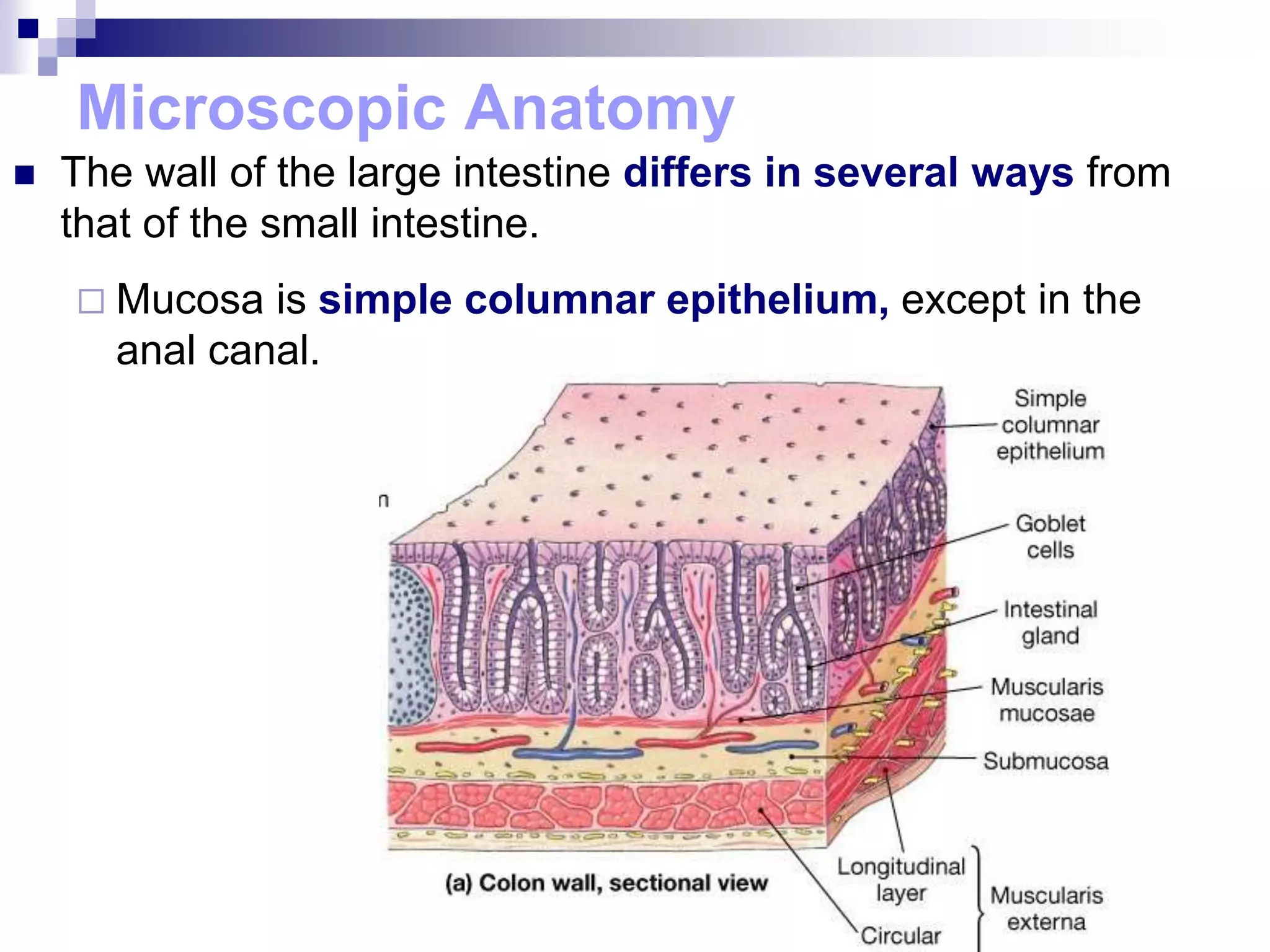 Microscopic Anatomy
 The wall of the large intestine differs in several ways from
that of the small intestine.
 Mucosa is simple columnar epithelium, except in the
anal canal.
 