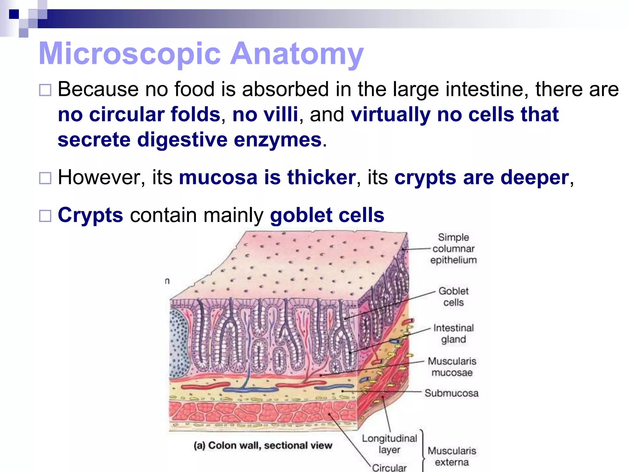 Microscopic Anatomy
 Because no food is absorbed in the large intestine, there are
no circular folds, no villi, and virtually no cells that
secrete digestive enzymes.
 However, its mucosa is thicker, its crypts are deeper,
 Crypts contain mainly goblet cells
 
