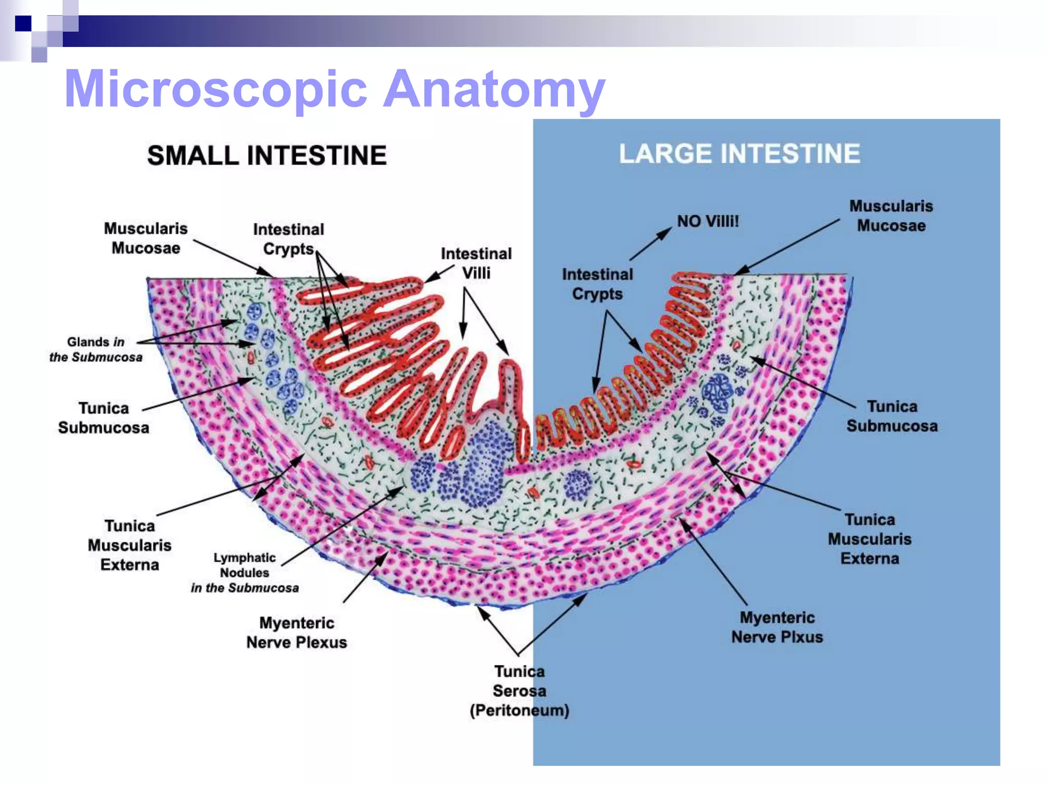 Microscopic Anatomy
 