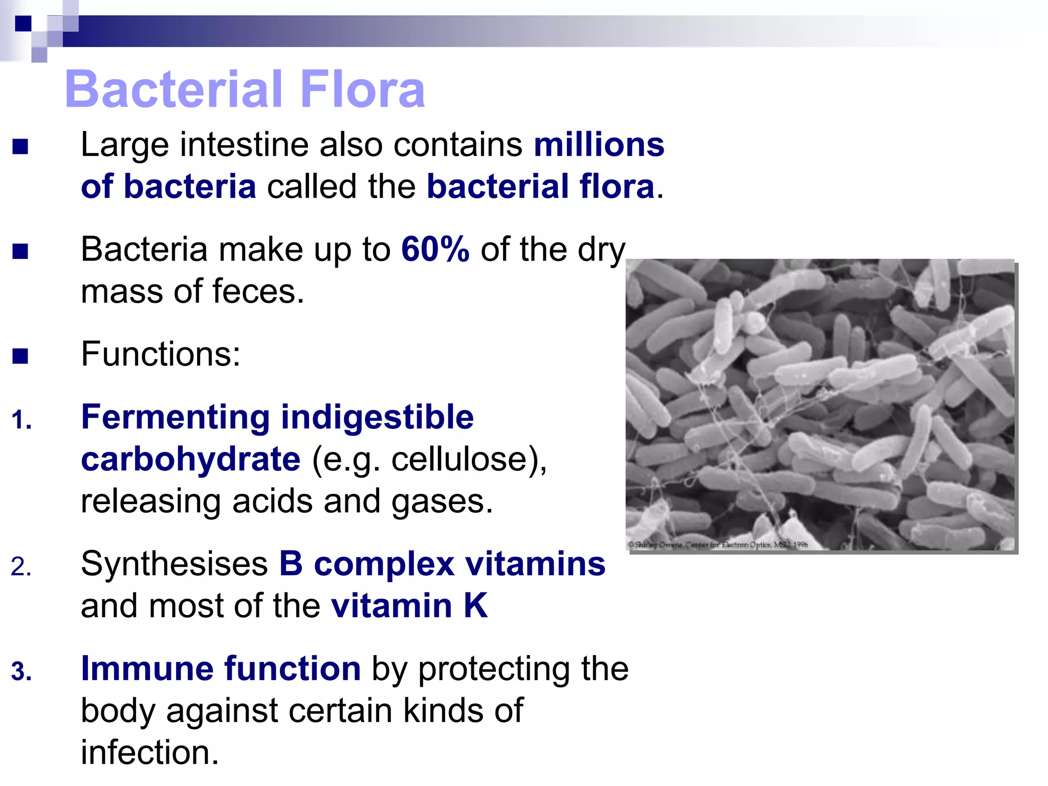 Bacterial Flora
 Large intestine also contains millions
of bacteria called the bacterial flora.
 Bacteria make up to 60% of the dry
mass of feces.
 Functions:
1. Fermenting indigestible
carbohydrate (e.g. cellulose),
releasing acids and gases.
2. Synthesises B complex vitamins
and most of the vitamin K
3. Immune function by protecting the
body against certain kinds of
infection.
 