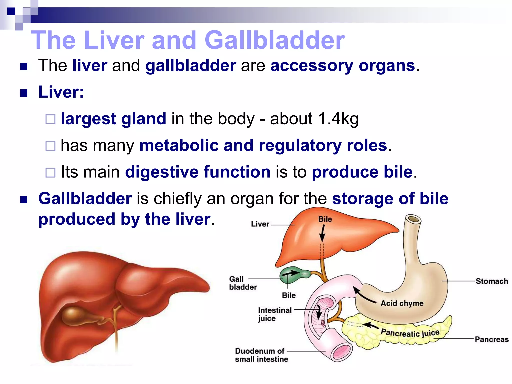 The Liver and Gallbladder
 The liver and gallbladder are accessory organs.
 Liver:
 largest gland in the body - about 1.4kg
 has many metabolic and regulatory roles.
 Its main digestive function is to produce bile.
 Gallbladder is chiefly an organ for the storage of bile
produced by the liver.
 