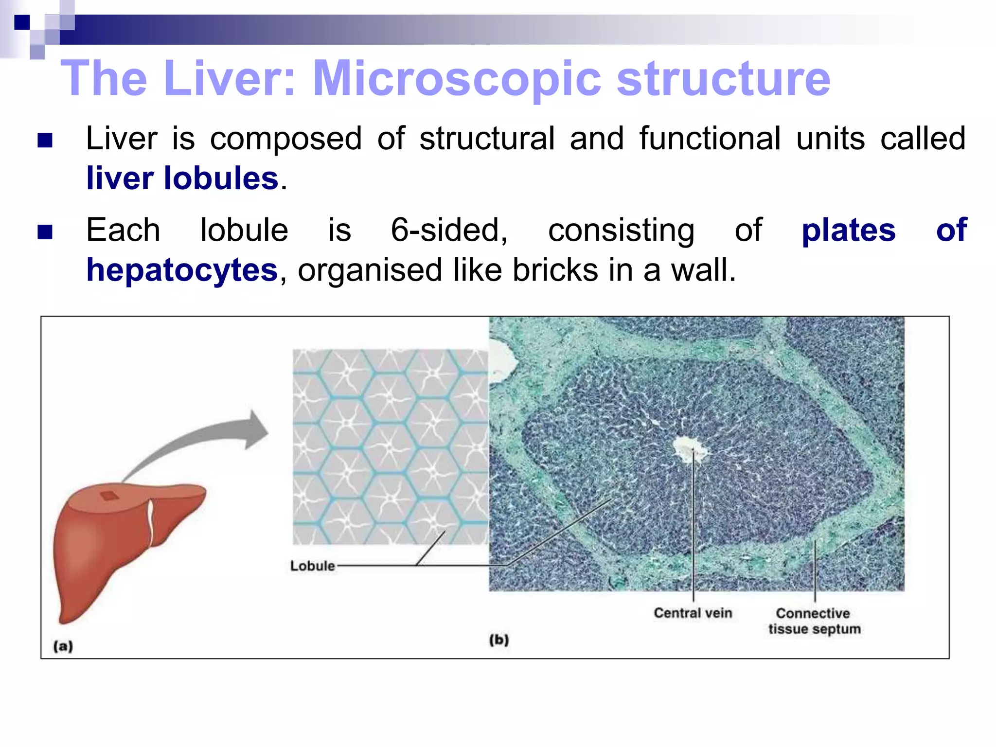  Liver is composed of structural and functional units called
liver lobules.
 Each lobule is 6-sided, consisting of plates of
hepatocytes, organised like bricks in a wall.
The Liver: Microscopic structure
 