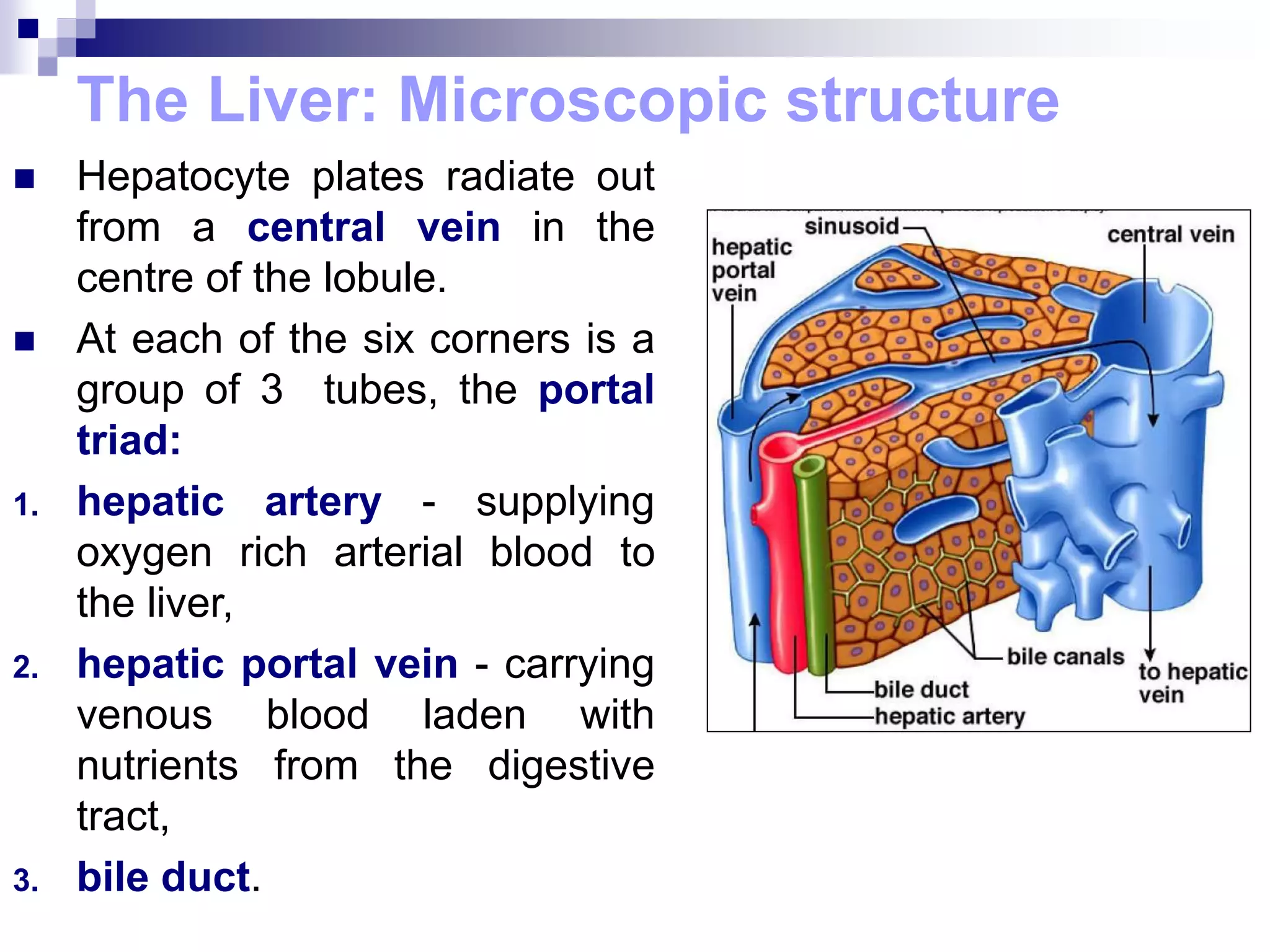  Hepatocyte plates radiate out
from a central vein in the
centre of the lobule.
 At each of the six corners is a
group of 3 tubes, the portal
triad:
1. hepatic artery - supplying
oxygen rich arterial blood to
the liver,
2. hepatic portal vein - carrying
venous blood laden with
nutrients from the digestive
tract,
3. bile duct.
The Liver: Microscopic structure
 