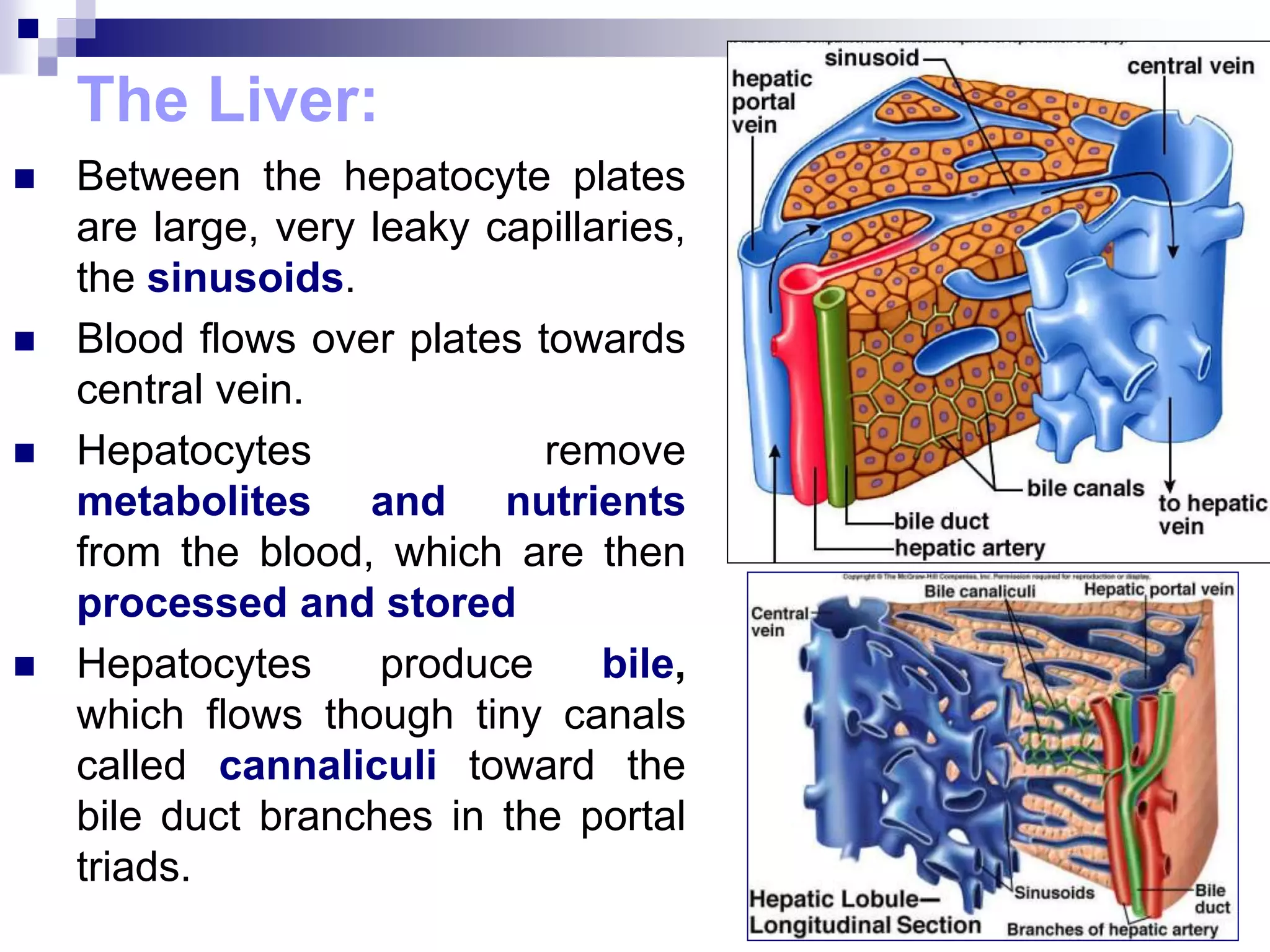  Between the hepatocyte plates
are large, very leaky capillaries,
the sinusoids.
 Blood flows over plates towards
central vein.
 Hepatocytes remove
metabolites and nutrients
from the blood, which are then
processed and stored
 Hepatocytes produce bile,
which flows though tiny canals
called cannaliculi toward the
bile duct branches in the portal
triads.
The Liver:
 