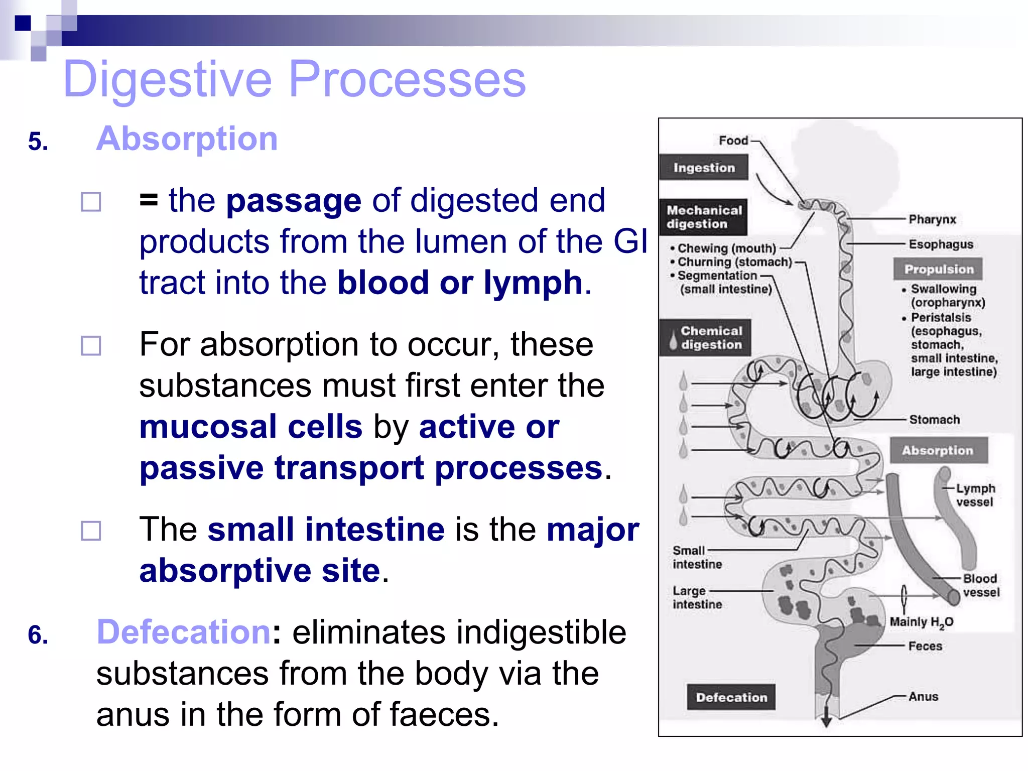 Digestive Processes
5. Absorption
 = the passage of digested end
products from the lumen of the GI
tract into the blood or lymph.
 For absorption to occur, these
substances must first enter the
mucosal cells by active or
passive transport processes.
 The small intestine is the major
absorptive site.
6. Defecation: eliminates indigestible
substances from the body via the
anus in the form of faeces.
 