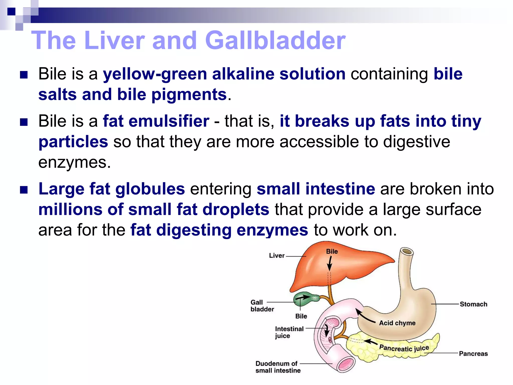 The Liver and Gallbladder
 Bile is a yellow-green alkaline solution containing bile
salts and bile pigments.
 Bile is a fat emulsifier - that is, it breaks up fats into tiny
particles so that they are more accessible to digestive
enzymes.
 Large fat globules entering small intestine are broken into
millions of small fat droplets that provide a large surface
area for the fat digesting enzymes to work on.
 