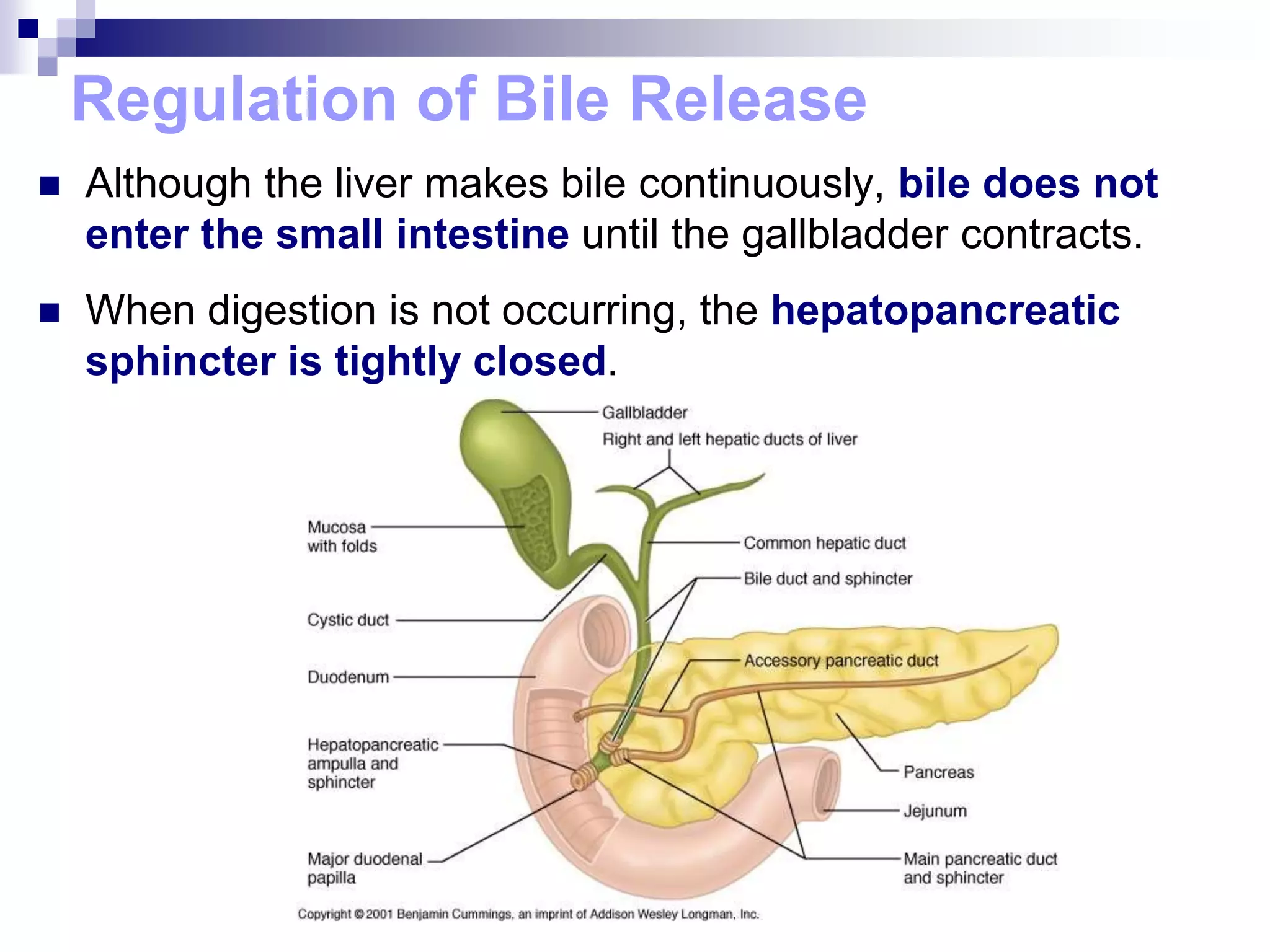 Regulation of Bile Release
 Although the liver makes bile continuously, bile does not
enter the small intestine until the gallbladder contracts.
 When digestion is not occurring, the hepatopancreatic
sphincter is tightly closed.
 