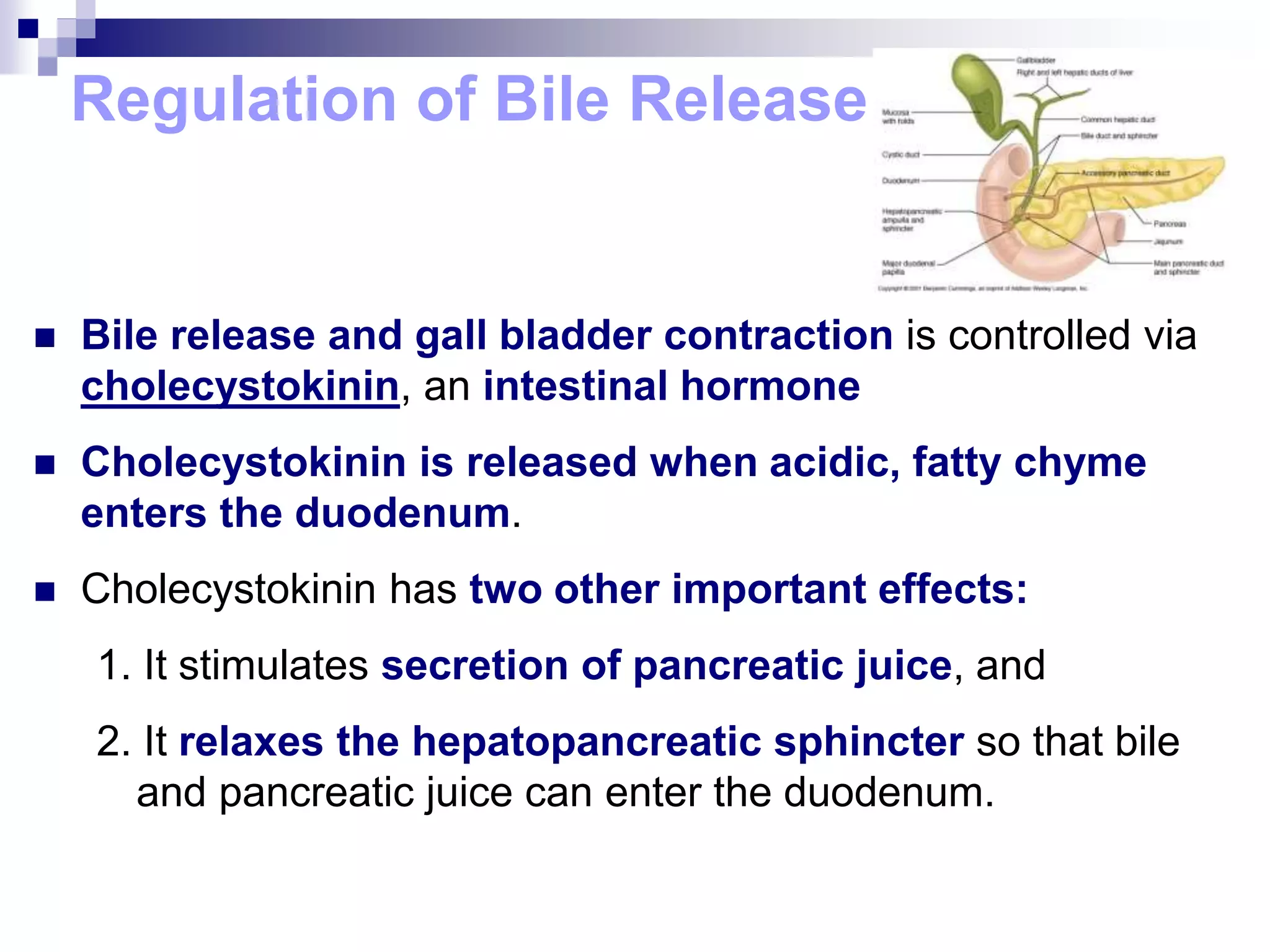 Regulation of Bile Release
 Bile release and gall bladder contraction is controlled via
cholecystokinin, an intestinal hormone
 Cholecystokinin is released when acidic, fatty chyme
enters the duodenum.
 Cholecystokinin has two other important effects:
1. It stimulates secretion of pancreatic juice, and
2. It relaxes the hepatopancreatic sphincter so that bile
and pancreatic juice can enter the duodenum.
 