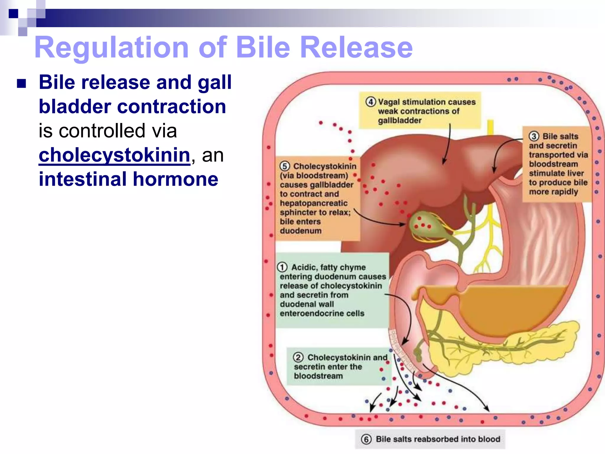 Regulation of Bile Release
 Bile release and gall
bladder contraction
is controlled via
cholecystokinin, an
intestinal hormone
 