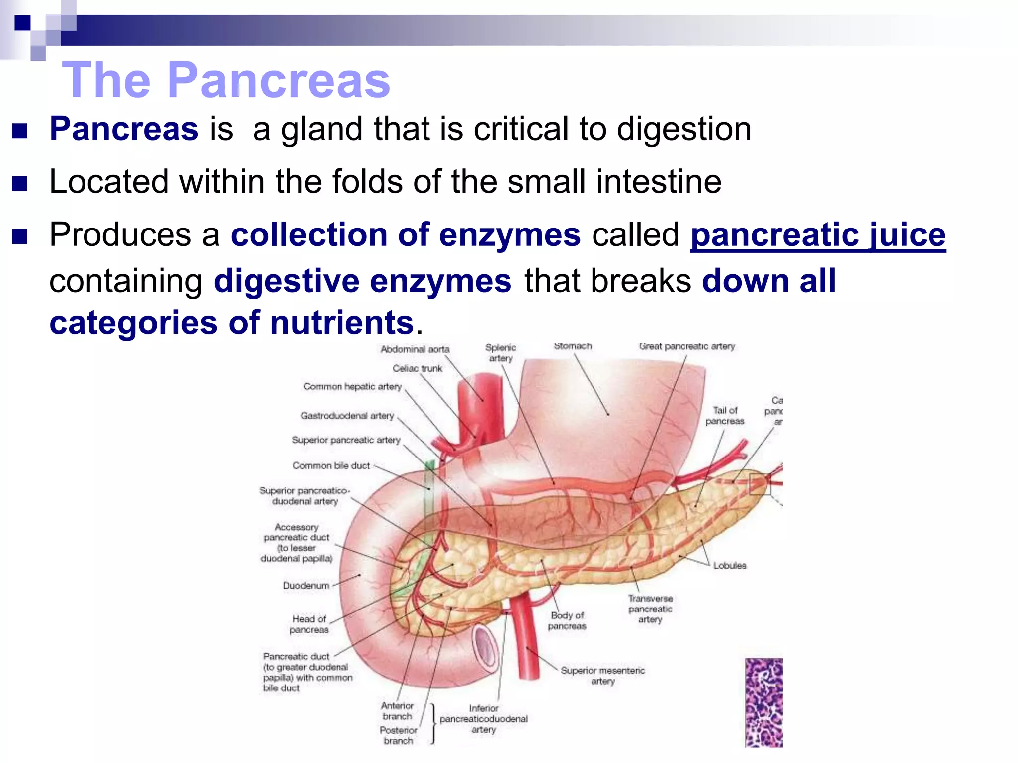 The Pancreas
 Pancreas is a gland that is critical to digestion
 Located within the folds of the small intestine
 Produces a collection of enzymes called pancreatic juice
containing digestive enzymes that breaks down all
categories of nutrients.
 