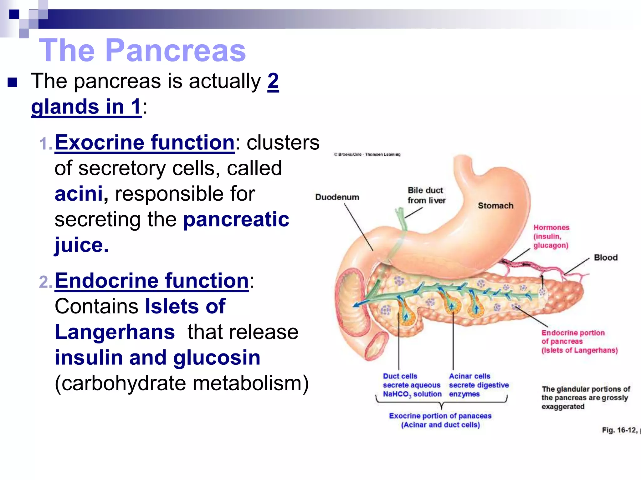 The Pancreas
 The pancreas is actually 2
glands in 1:
1.Exocrine function: clusters
of secretory cells, called
acini, responsible for
secreting the pancreatic
juice.
2.Endocrine function:
Contains Islets of
Langerhans that release
insulin and glucosin
(carbohydrate metabolism)
 