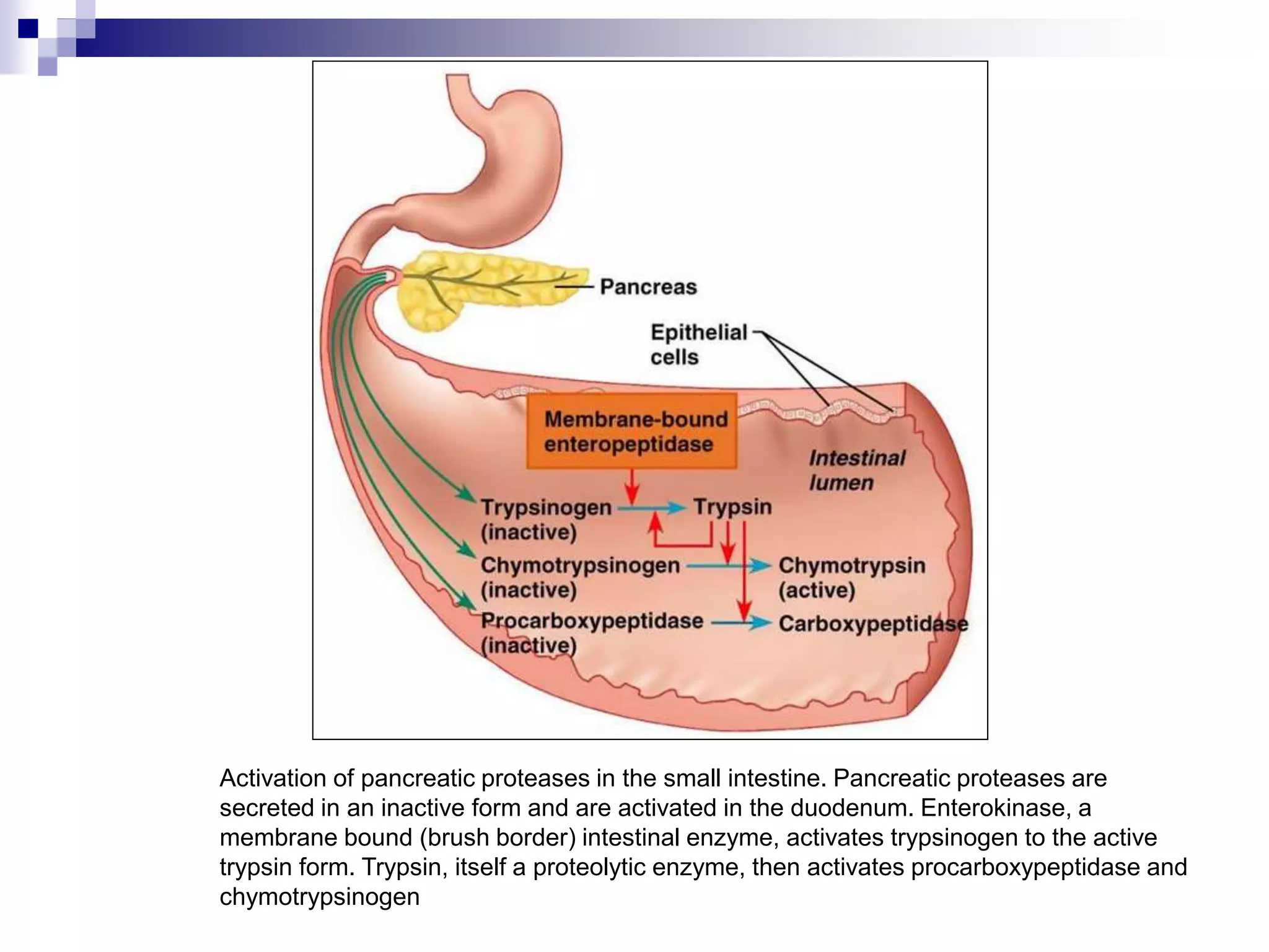 Activation of pancreatic proteases in the small intestine. Pancreatic proteases are
secreted in an inactive form and are activated in the duodenum. Enterokinase, a
membrane bound (brush border) intestinal enzyme, activates trypsinogen to the active
trypsin form. Trypsin, itself a proteolytic enzyme, then activates procarboxypeptidase and
chymotrypsinogen
 