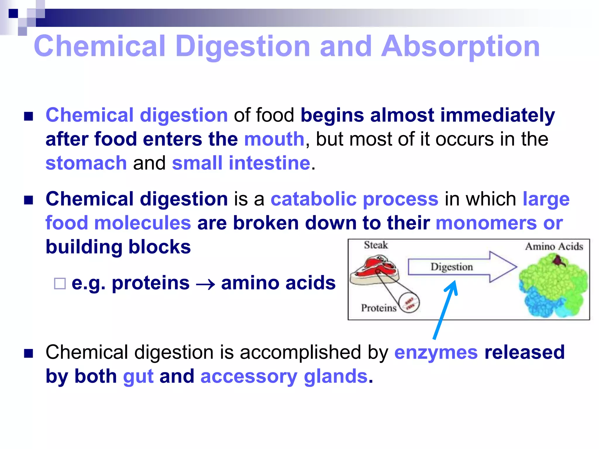 Chemical Digestion and Absorption
 Chemical digestion of food begins almost immediately
after food enters the mouth, but most of it occurs in the
stomach and small intestine.
 Chemical digestion is a catabolic process in which large
food molecules are broken down to their monomers or
building blocks
 e.g. proteins  amino acids
 Chemical digestion is accomplished by enzymes released
by both gut and accessory glands.
 