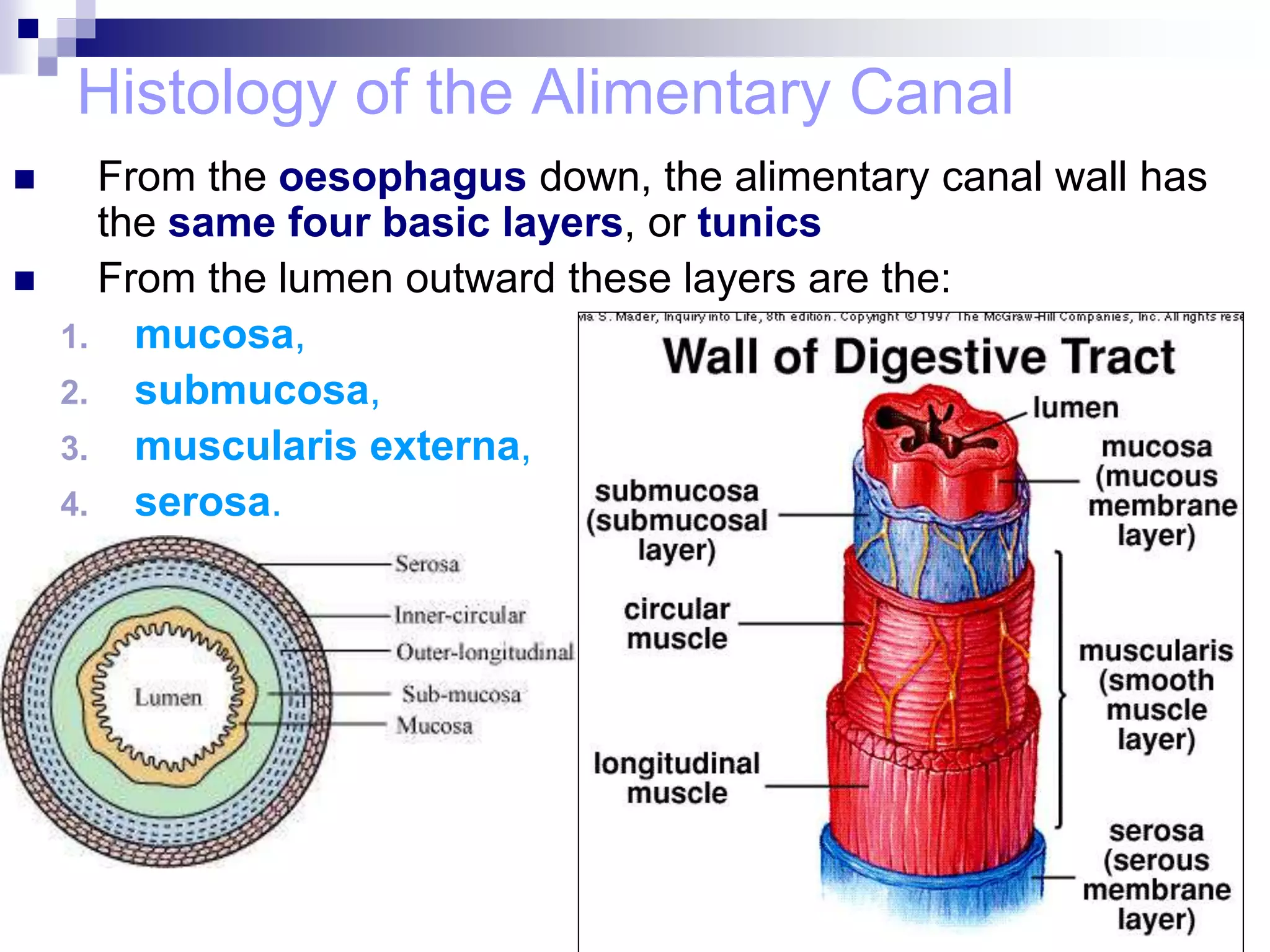 Histology of the Alimentary Canal
 From the oesophagus down, the alimentary canal wall has
the same four basic layers, or tunics
 From the lumen outward these layers are the:
1. mucosa,
2. submucosa,
3. muscularis externa,
4. serosa.
 