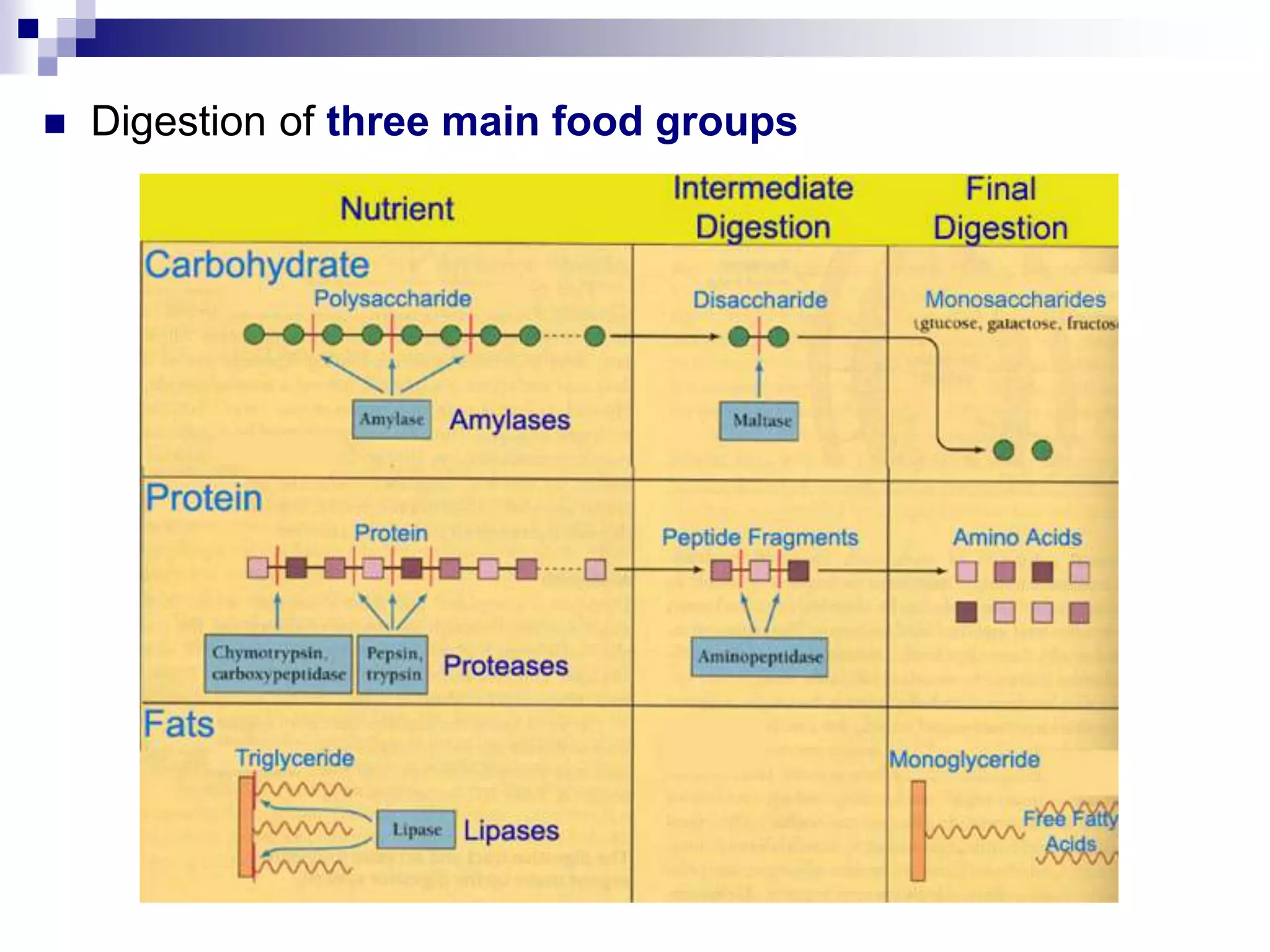  Digestion of three main food groups
 