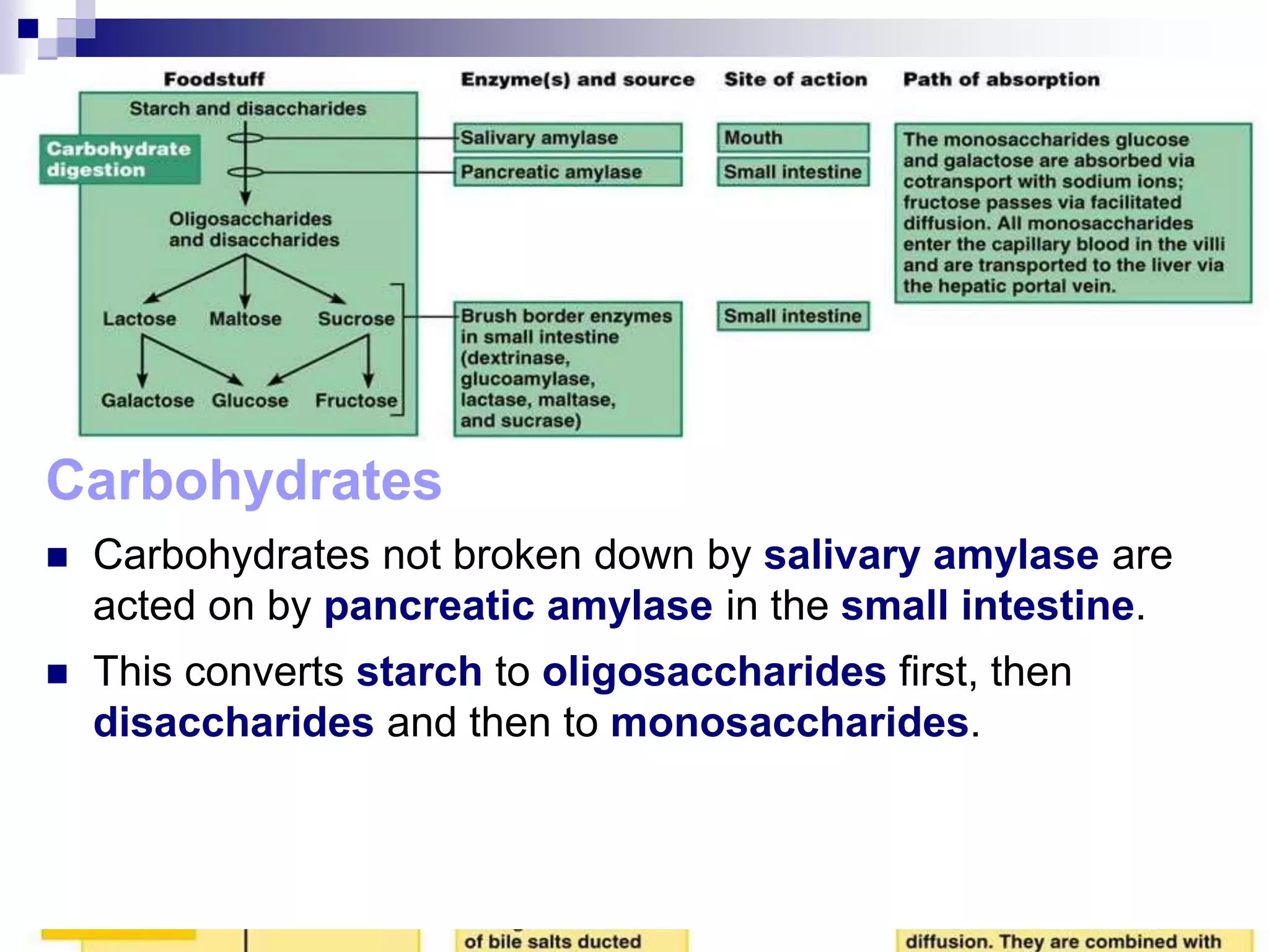 Carbohydrates
 Carbohydrates not broken down by salivary amylase are
acted on by pancreatic amylase in the small intestine.
 This converts starch to oligosaccharides first, then
disaccharides and then to monosaccharides.
 