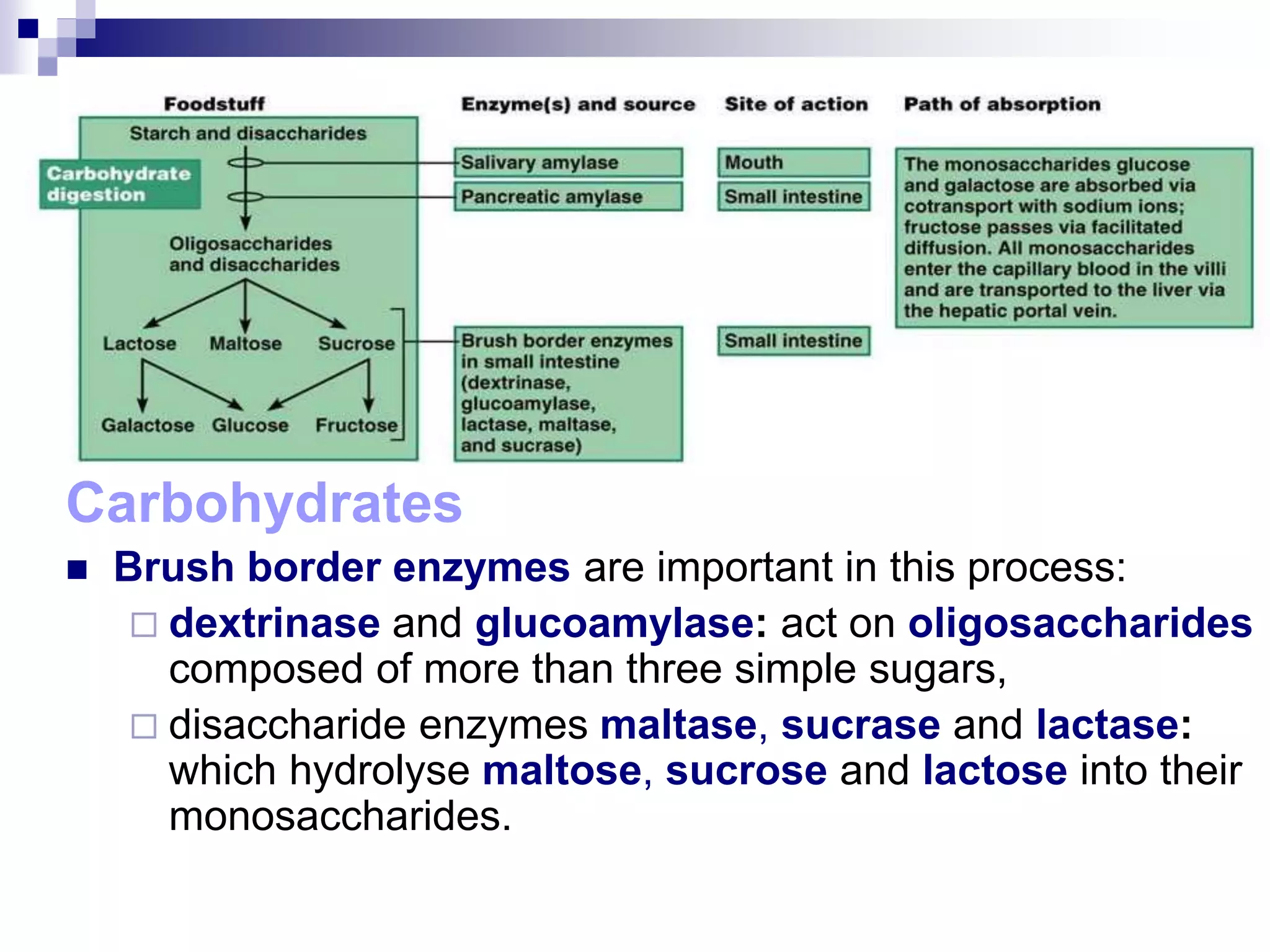 Carbohydrates
 Brush border enzymes are important in this process:
 dextrinase and glucoamylase: act on oligosaccharides
composed of more than three simple sugars,
 disaccharide enzymes maltase, sucrase and lactase:
which hydrolyse maltose, sucrose and lactose into their
monosaccharides.
 