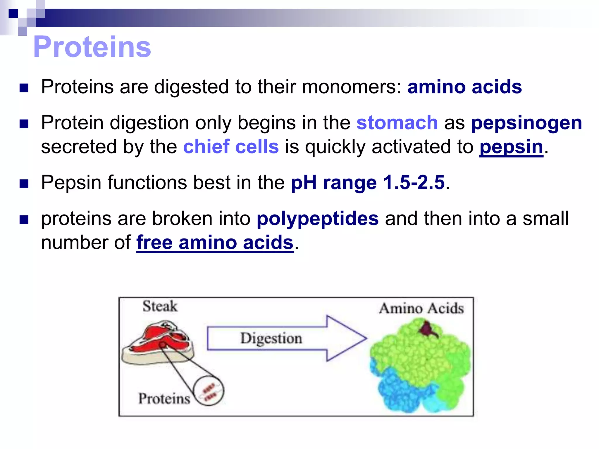 Proteins
 Proteins are digested to their monomers: amino acids
 Protein digestion only begins in the stomach as pepsinogen
secreted by the chief cells is quickly activated to pepsin.
 Pepsin functions best in the pH range 1.5-2.5.
 proteins are broken into polypeptides and then into a small
number of free amino acids.
 