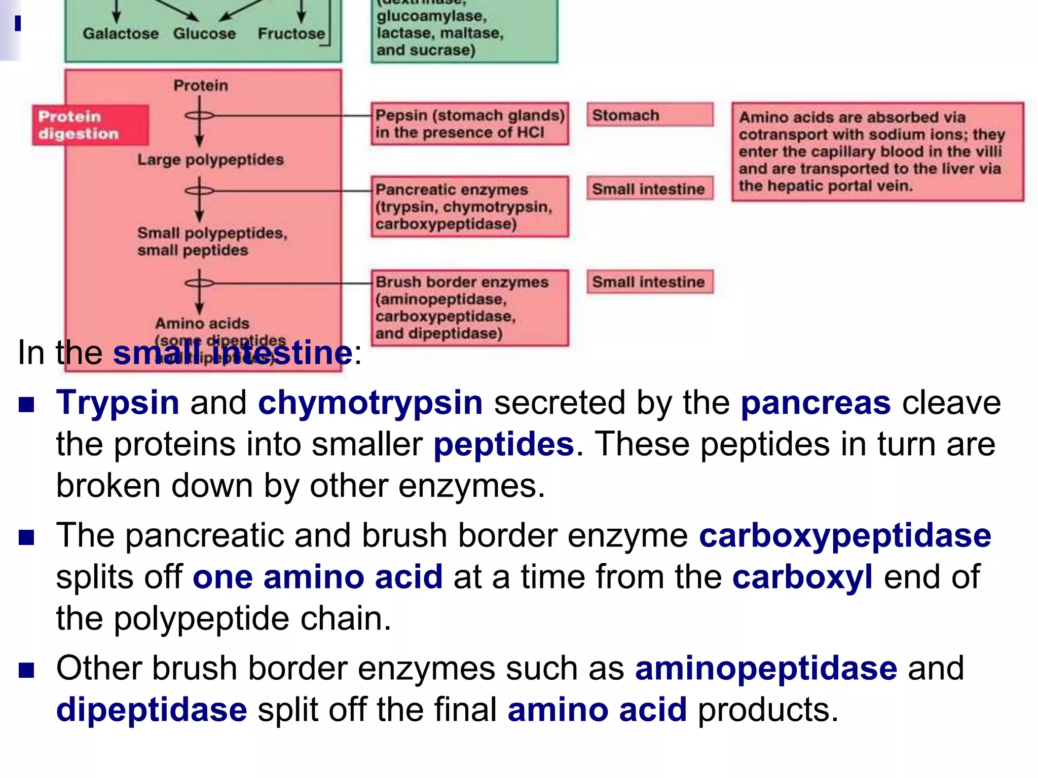 In the small intestine:
 Trypsin and chymotrypsin secreted by the pancreas cleave
the proteins into smaller peptides. These peptides in turn are
broken down by other enzymes.
 The pancreatic and brush border enzyme carboxypeptidase
splits off one amino acid at a time from the carboxyl end of
the polypeptide chain.
 Other brush border enzymes such as aminopeptidase and
dipeptidase split off the final amino acid products.
 