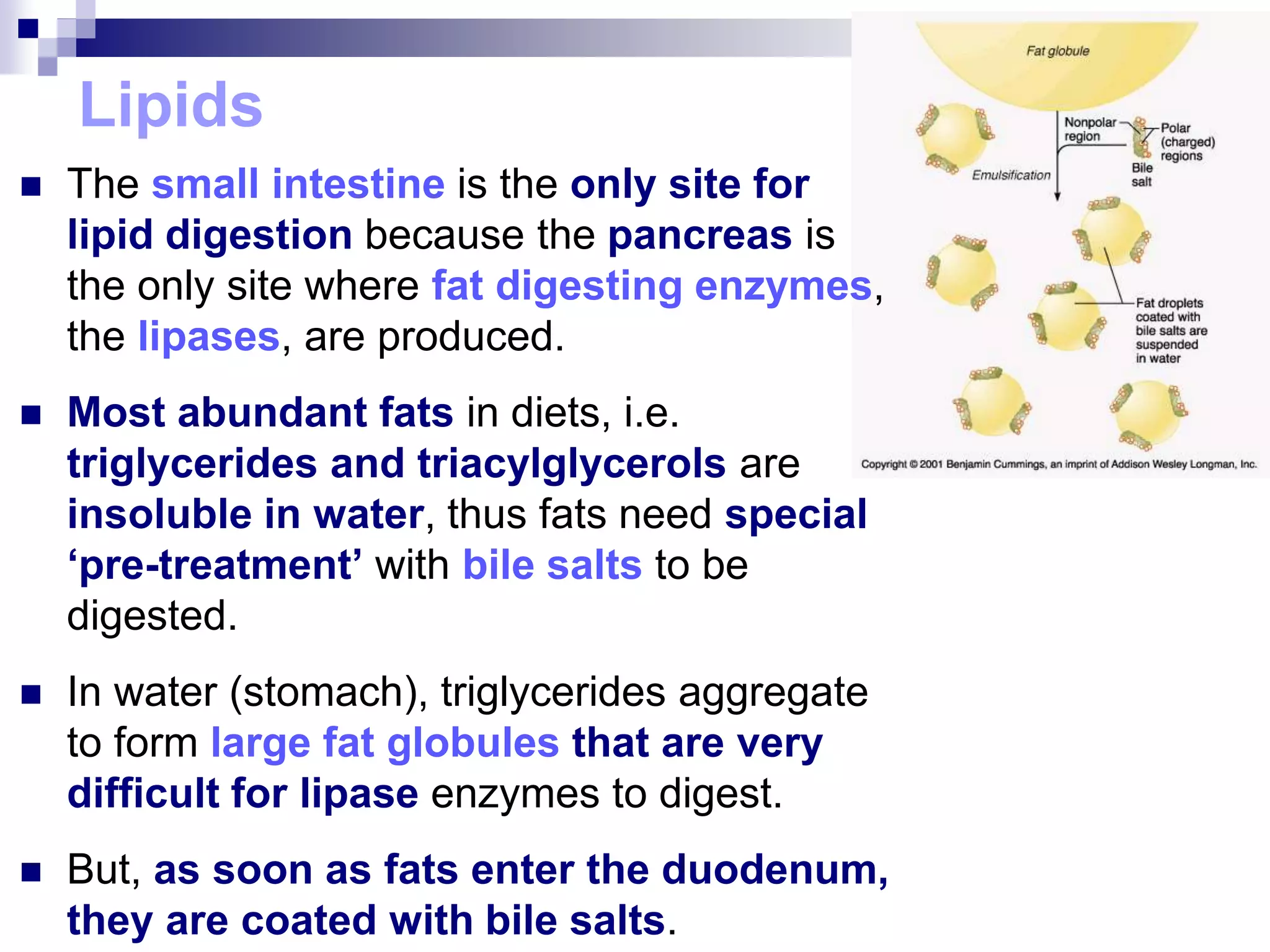 Lipids
 The small intestine is the only site for
lipid digestion because the pancreas is
the only site where fat digesting enzymes,
the lipases, are produced.
 Most abundant fats in diets, i.e.
triglycerides and triacylglycerols are
insoluble in water, thus fats need special
‘pre-treatment’ with bile salts to be
digested.
 In water (stomach), triglycerides aggregate
to form large fat globules that are very
difficult for lipase enzymes to digest.
 But, as soon as fats enter the duodenum,
they are coated with bile salts.
 