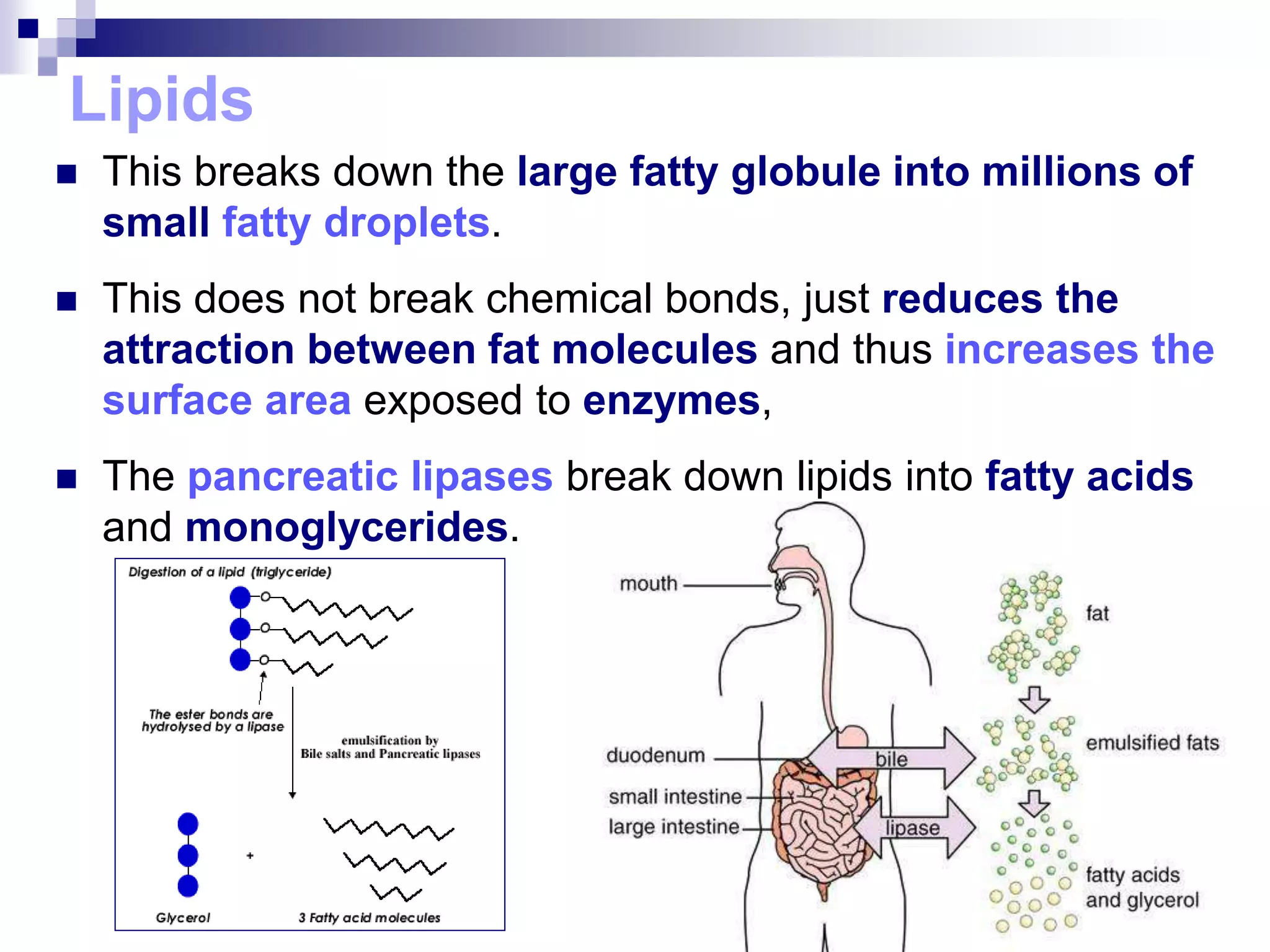 Lipids
 This breaks down the large fatty globule into millions of
small fatty droplets.
 This does not break chemical bonds, just reduces the
attraction between fat molecules and thus increases the
surface area exposed to enzymes,
 The pancreatic lipases break down lipids into fatty acids
and monoglycerides.
 