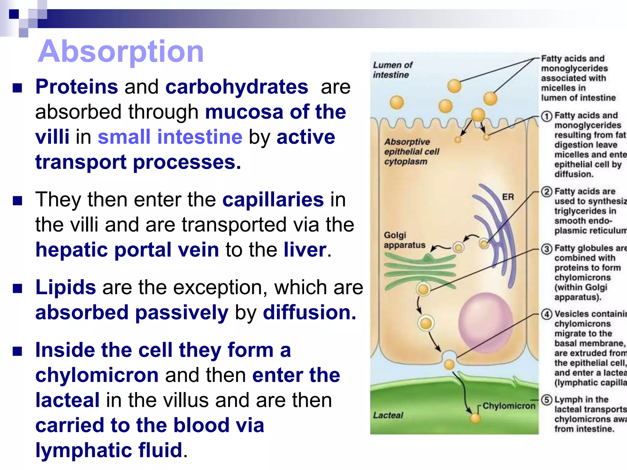 Absorption
 Proteins and carbohydrates are
absorbed through mucosa of the
villi in small intestine by active
transport processes.
 They then enter the capillaries in
the villi and are transported via the
hepatic portal vein to the liver.
 Lipids are the exception, which are
absorbed passively by diffusion.
 Inside the cell they form a
chylomicron and then enter the
lacteal in the villus and are then
carried to the blood via
lymphatic fluid.
 