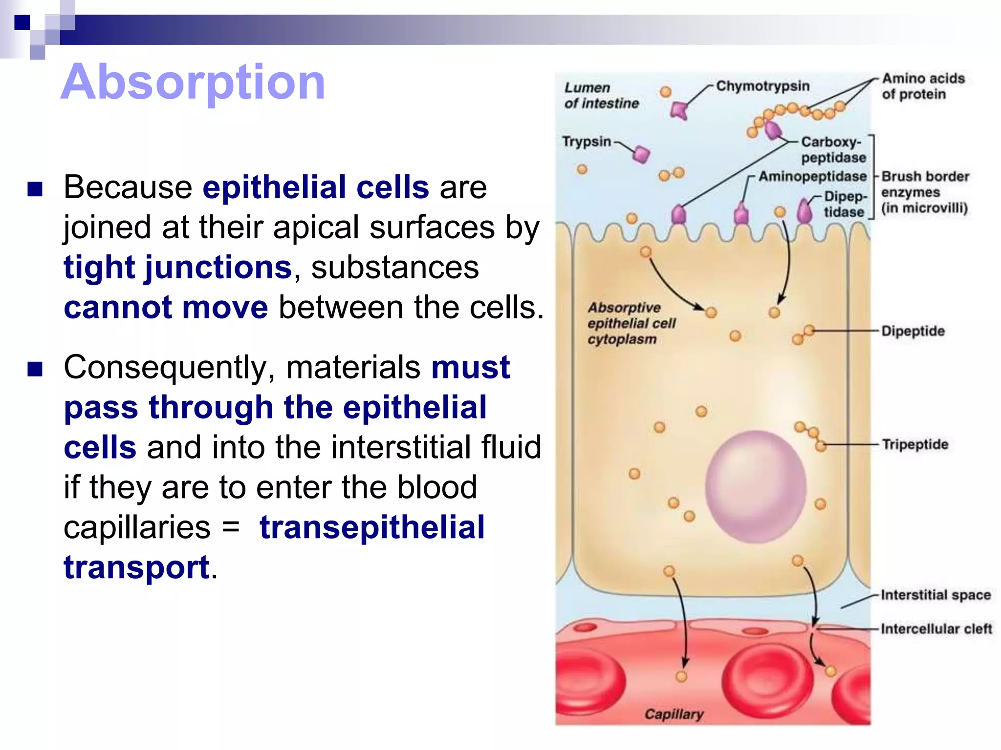 Absorption
 Because epithelial cells are
joined at their apical surfaces by
tight junctions, substances
cannot move between the cells.
 Consequently, materials must
pass through the epithelial
cells and into the interstitial fluid
if they are to enter the blood
capillaries = transepithelial
transport.
 