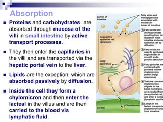 Protein Absorb Digestive system lecture slides.pdf