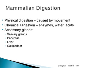  Physical digestion – caused by movement
 Chemical Digestion – enzymes, water, acids
 Accessory glands:
◦ Salivary glands
◦ Pancreas
◦ Liver
◦ Gallbladder
02/05/18 17:39cottingham
 