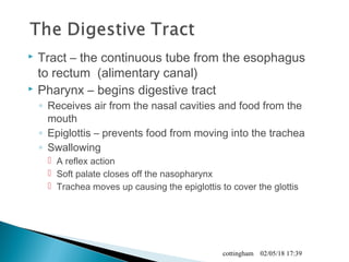  Tract – the continuous tube from the esophagus
to rectum (alimentary canal)
 Pharynx – begins digestive tract
◦ Receives air from the nasal cavities and food from the
mouth
◦ Epiglottis – prevents food from moving into the trachea
◦ Swallowing
 A reflex action
 Soft palate closes off the nasopharynx
 Trachea moves up causing the epiglottis to cover the glottis
02/05/18 17:39cottingham
 