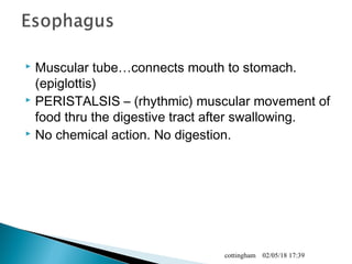  Muscular tube…connects mouth to stomach.
(epiglottis)
 PERISTALSIS – (rhythmic) muscular movement of
food thru the digestive tract after swallowing.
 No chemical action. No digestion.
02/05/18 17:39cottingham
 