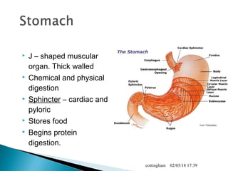  J – shaped muscular
organ. Thick walled
 Chemical and physical
digestion
 Sphincter – cardiac and
pyloric
 Stores food
 Begins protein
digestion.
02/05/18 17:39cottingham
 