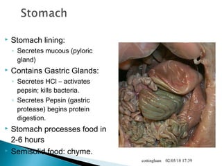  Stomach lining:
◦ Secretes mucous (pyloric
gland)
 Contains Gastric Glands:
◦ Secretes HCl – activates
pepsin; kills bacteria.
◦ Secretes Pepsin (gastric
protease) begins protein
digestion.
 Stomach processes food in
2-6 hours
 Semisolid food: chyme.
02/05/18 17:39cottingham
 