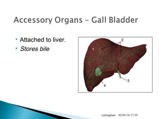  Attached to liver.
 Stores bile
02/05/18 17:39cottingham
 
